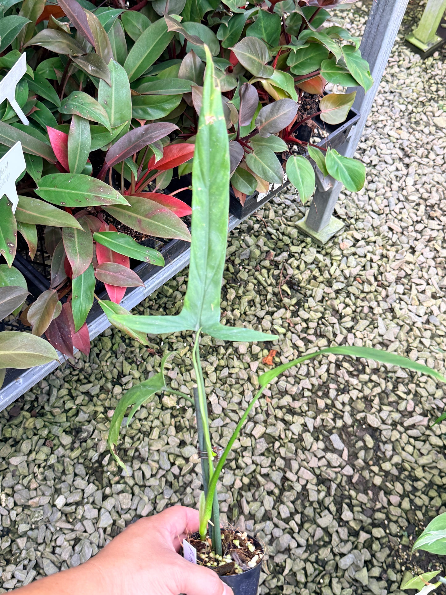 Philodendron 'Holtonianum' P2