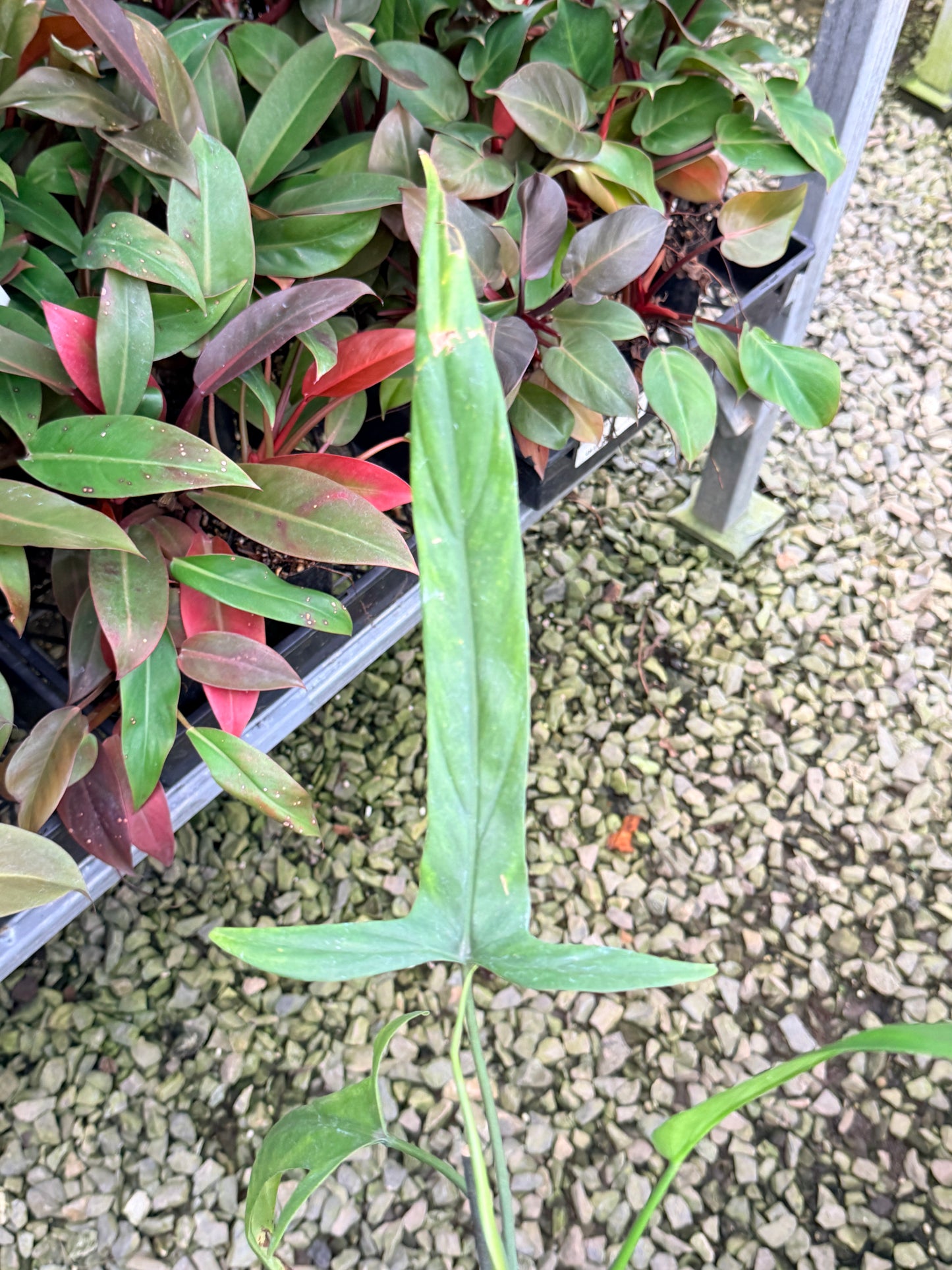 Philodendron 'Holtonianum' P2