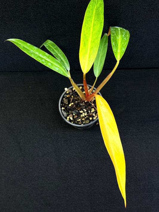 Philodendron 'Autumn Queen' D79