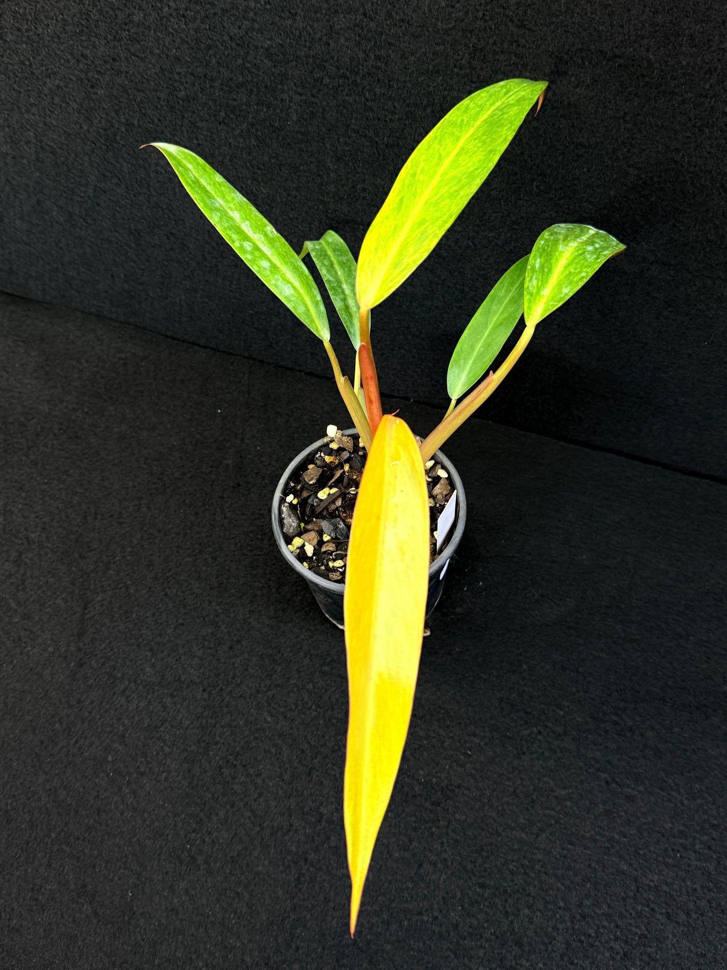 Philodendron 'Autumn Queen' D79