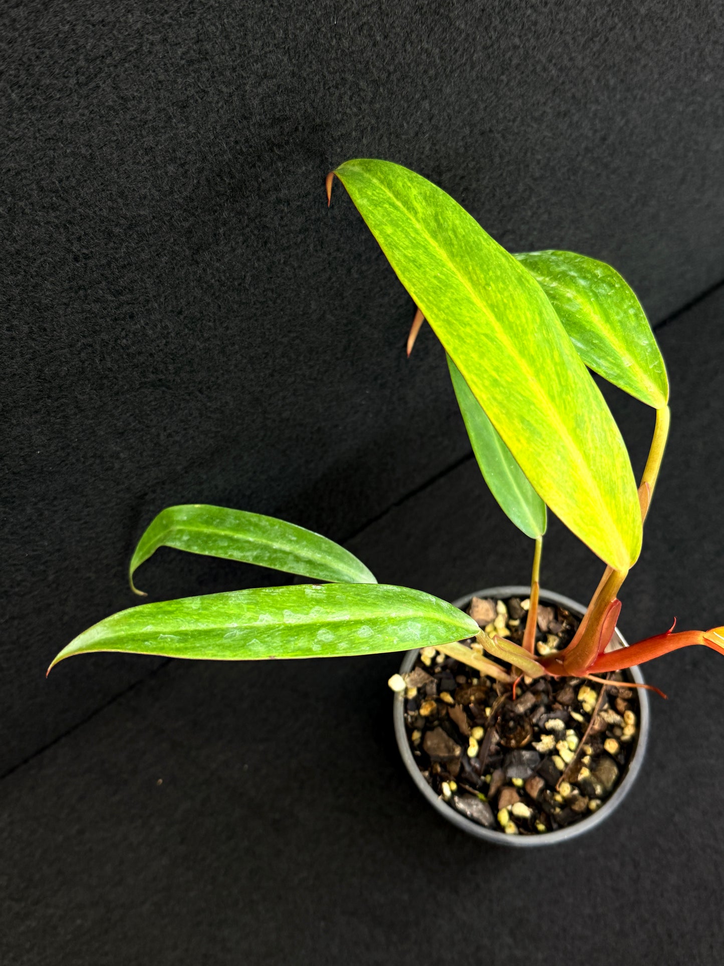 Philodendron 'Autumn Queen' D79