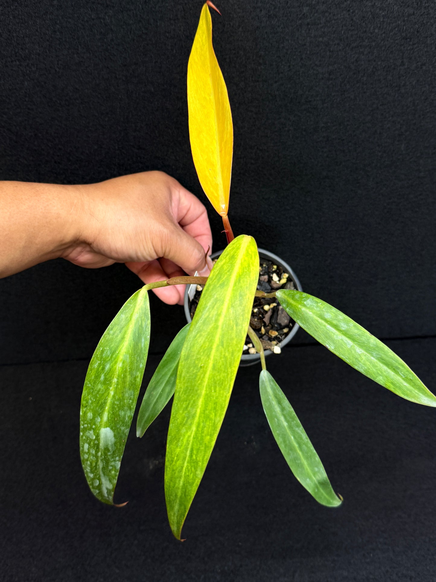 Philodendron 'Autumn Queen' D79