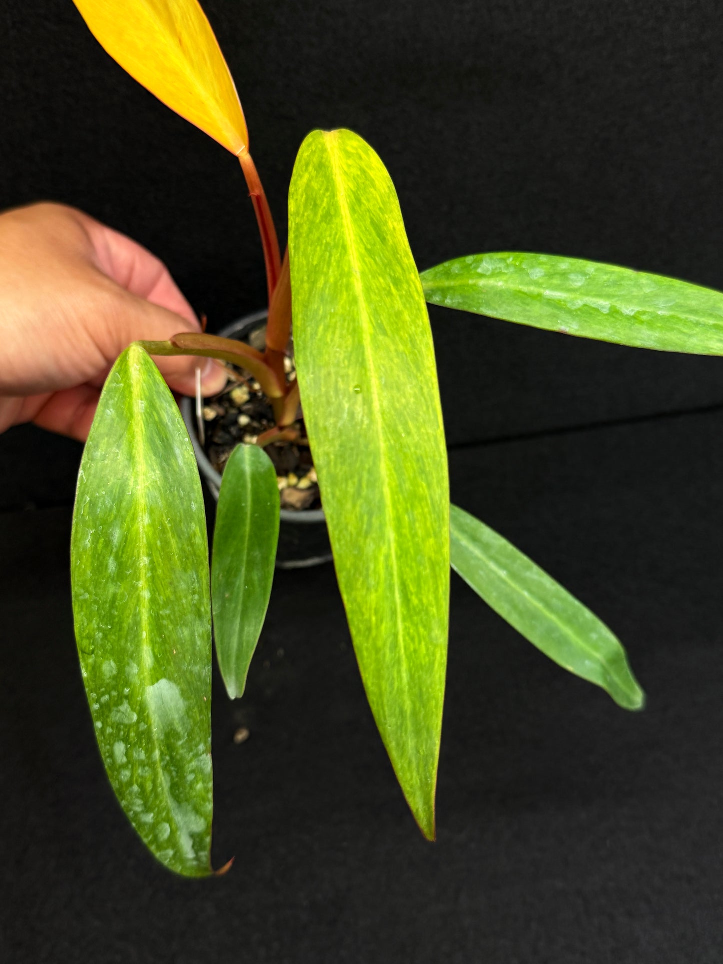 Philodendron 'Autumn Queen' D79