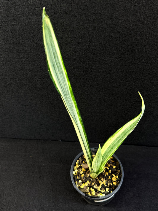 Sansevieria 'Bantel's Sensation' J20