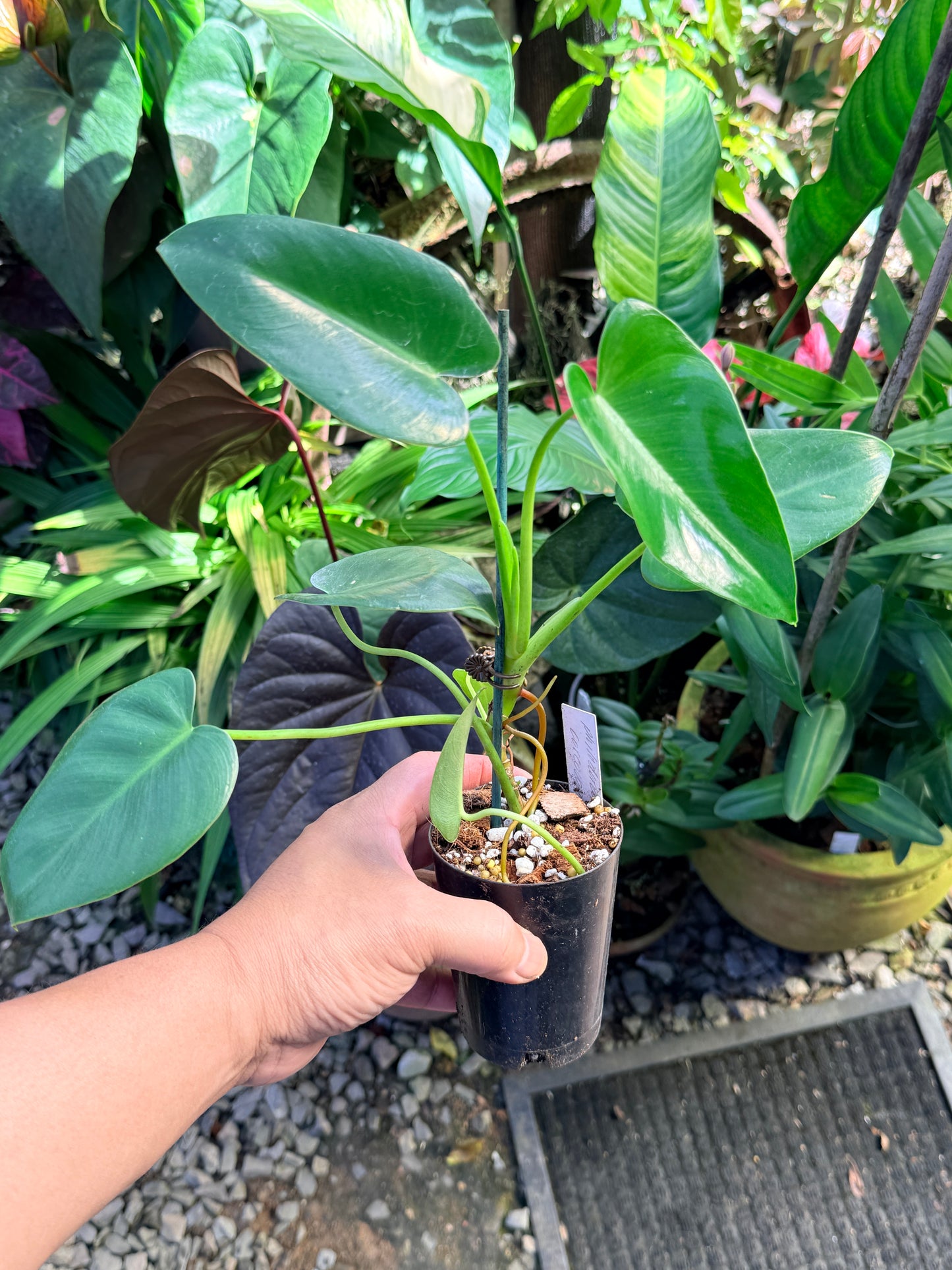 Philodendron 'Corcovadense' O83