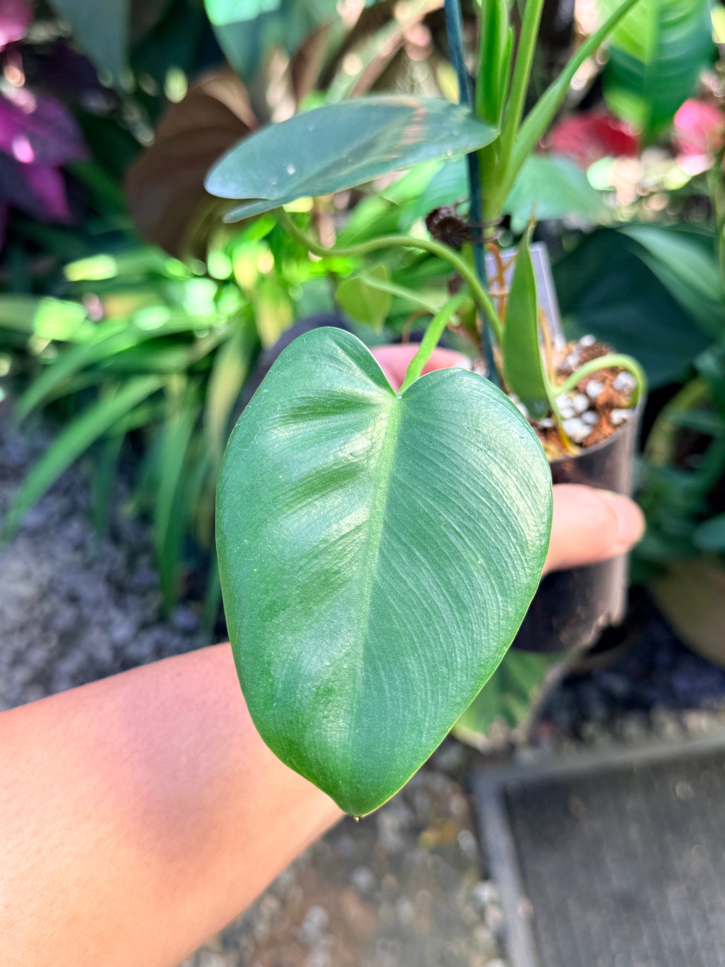 Philodendron 'Corcovadense' O83