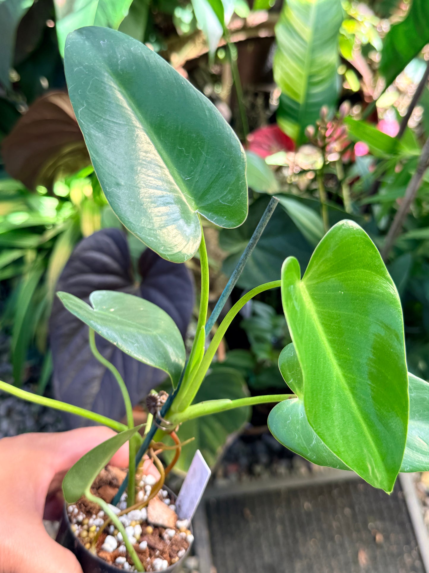 Philodendron 'Corcovadense' O83
