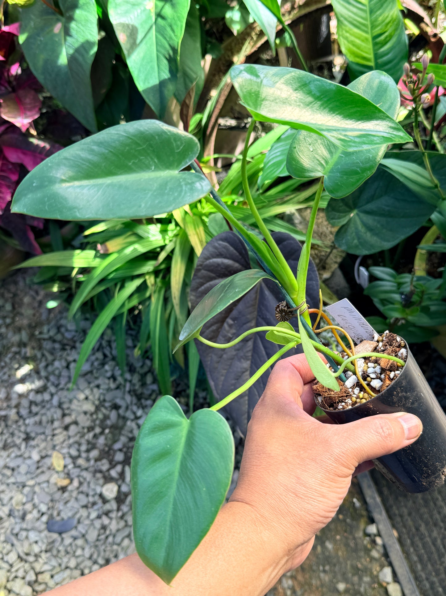 Philodendron 'Corcovadense' O83