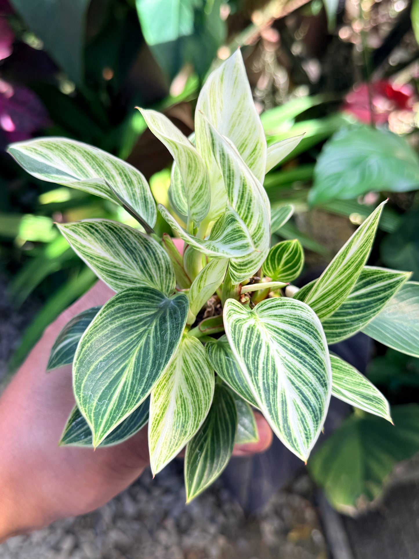 Philodendron 'Birkin Galaxy' N41
