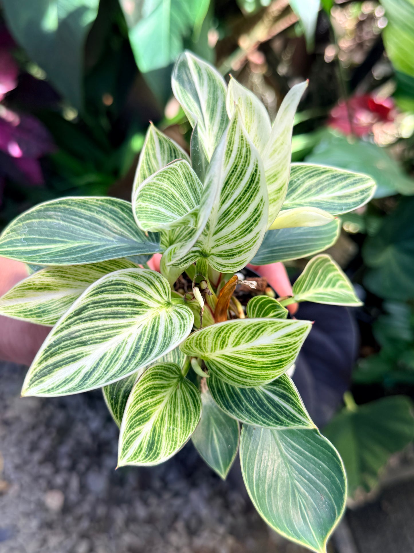 Philodendron 'Birkin Galaxy' N41