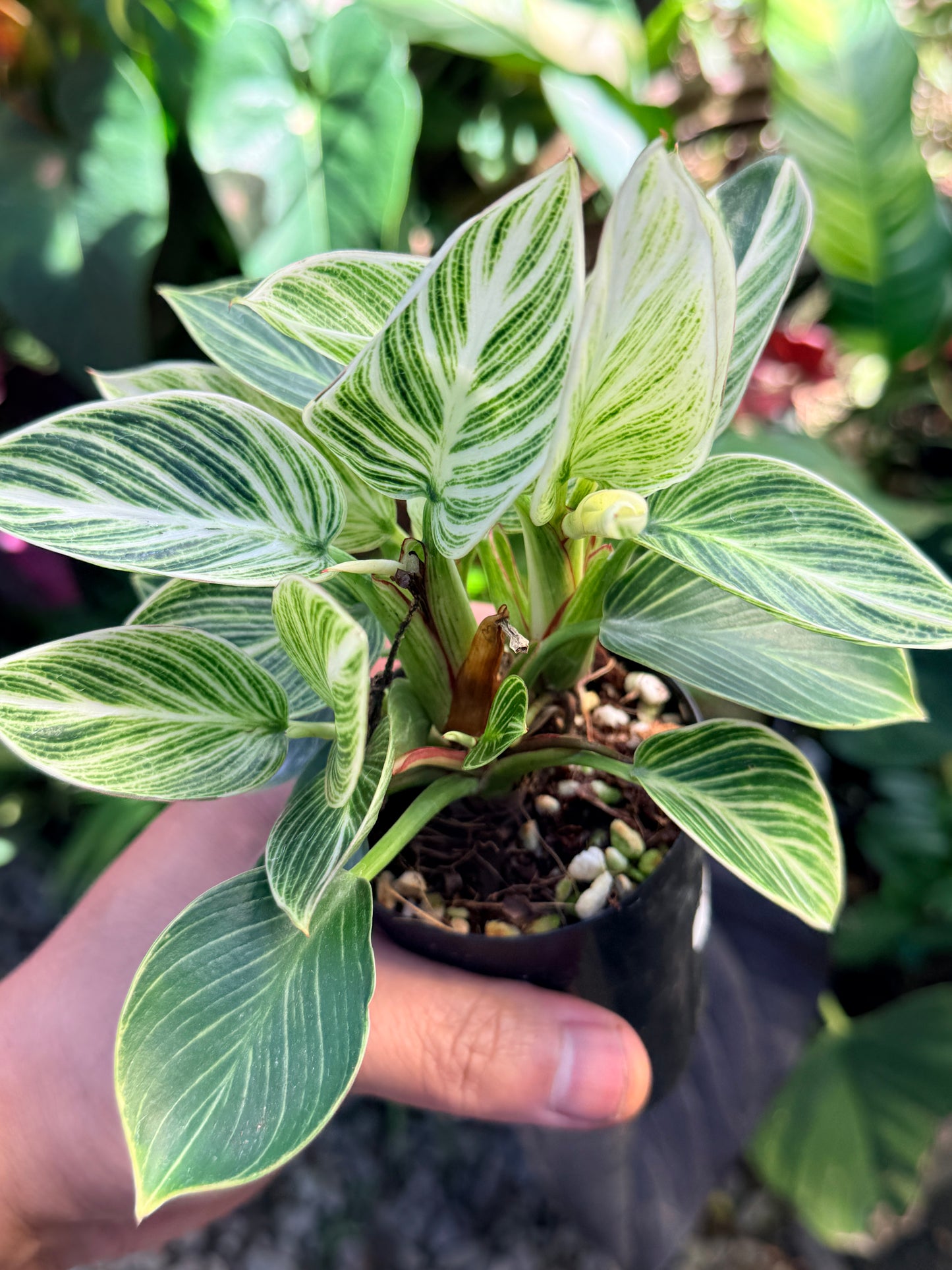 Philodendron 'Birkin Galaxy' N41