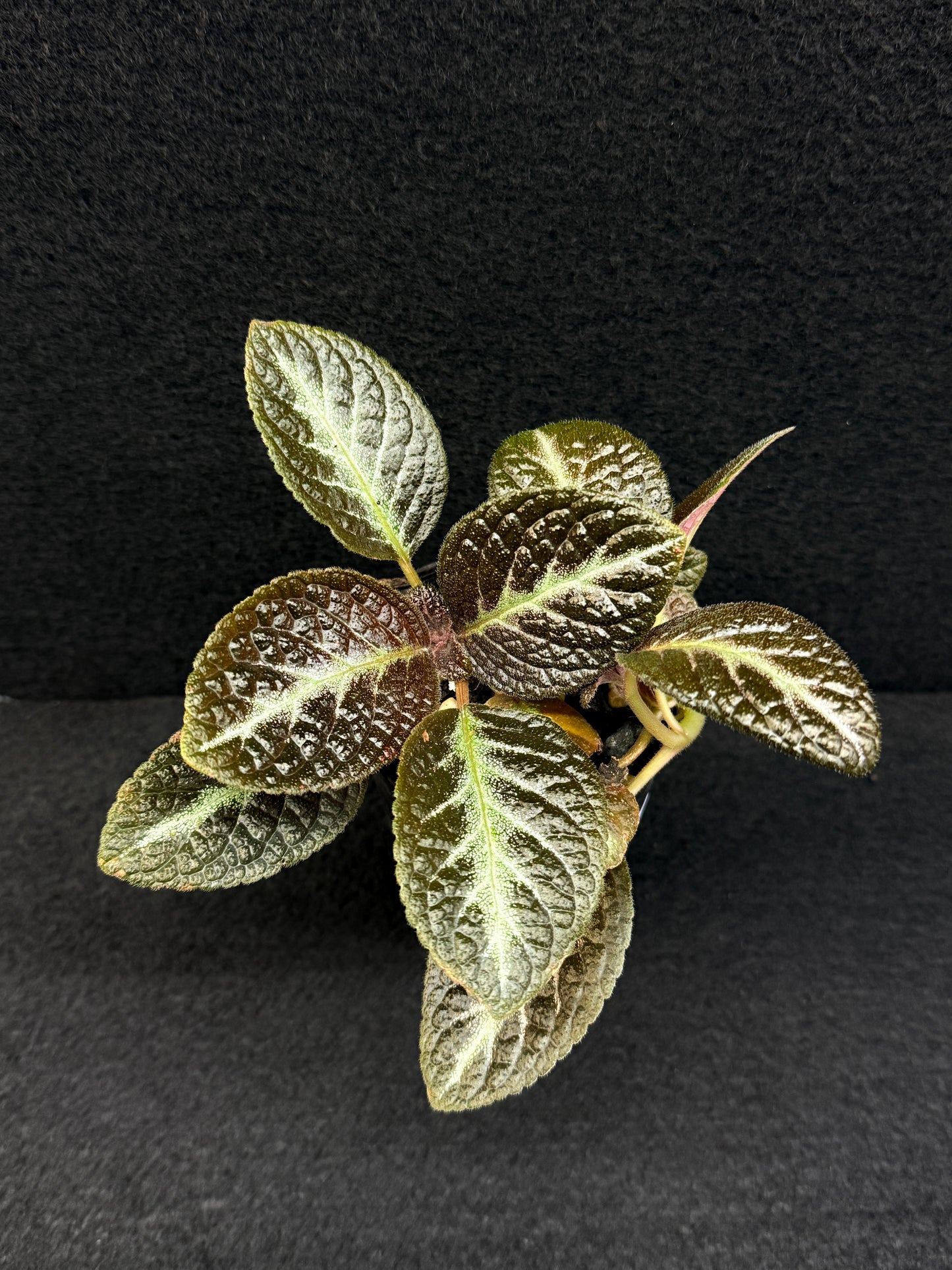 Episcia 'Suomi' - New - Best Pick of the Crop!