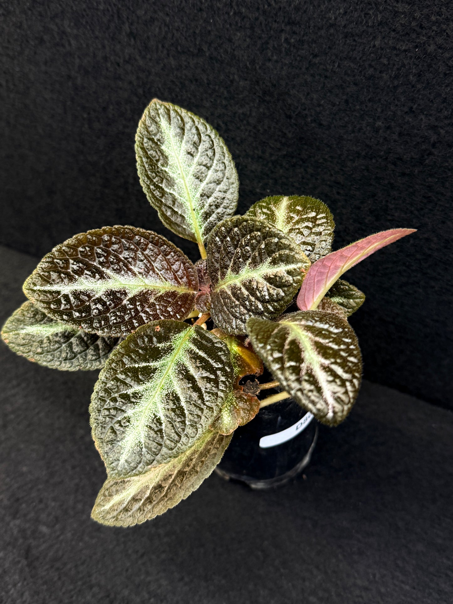 Episcia 'Suomi' - New - Best Pick of the Crop!