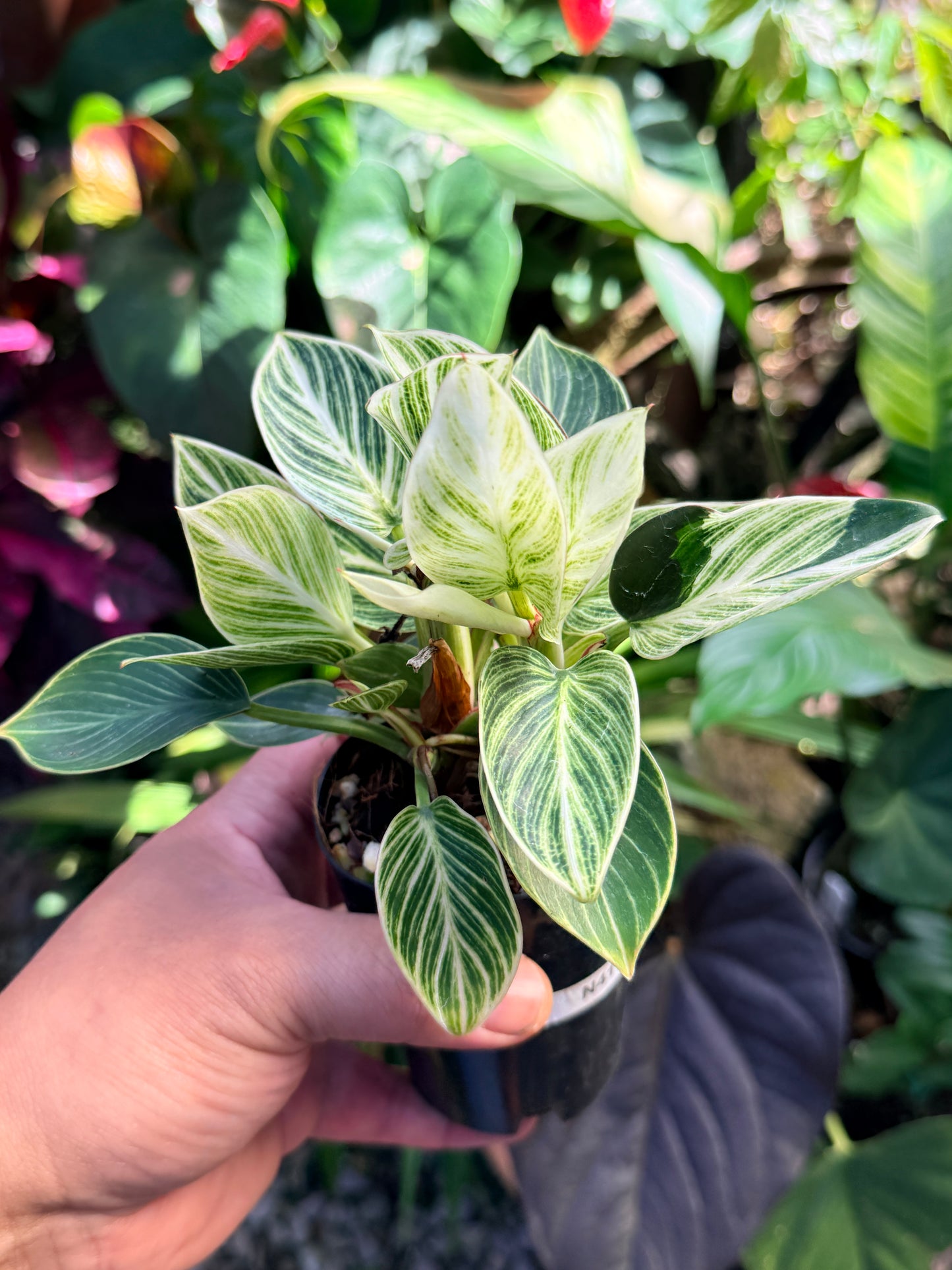 Philodendron 'Birkin Galaxy' N41