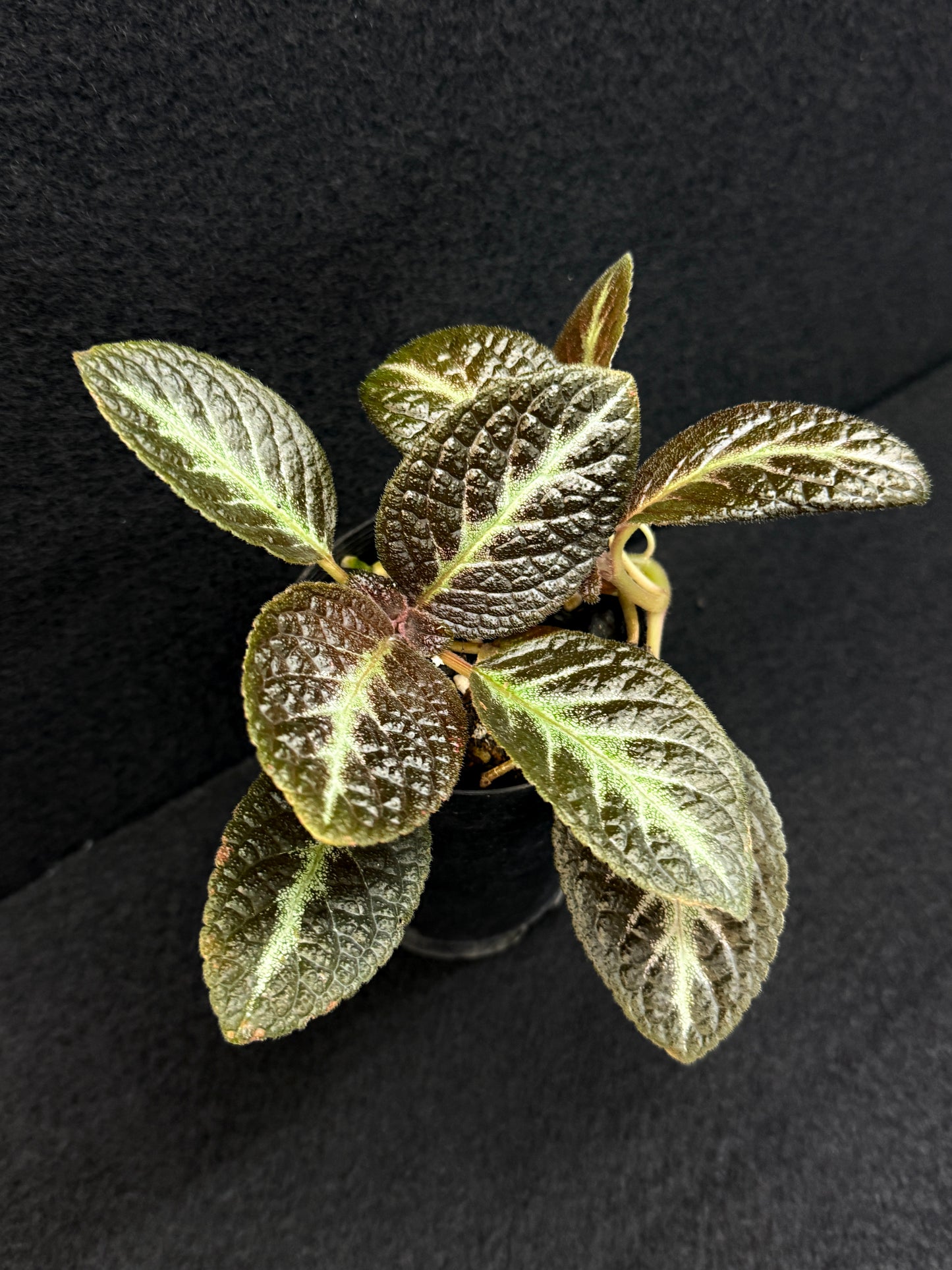 Episcia 'Suomi' - New - Best Pick of the Crop!
