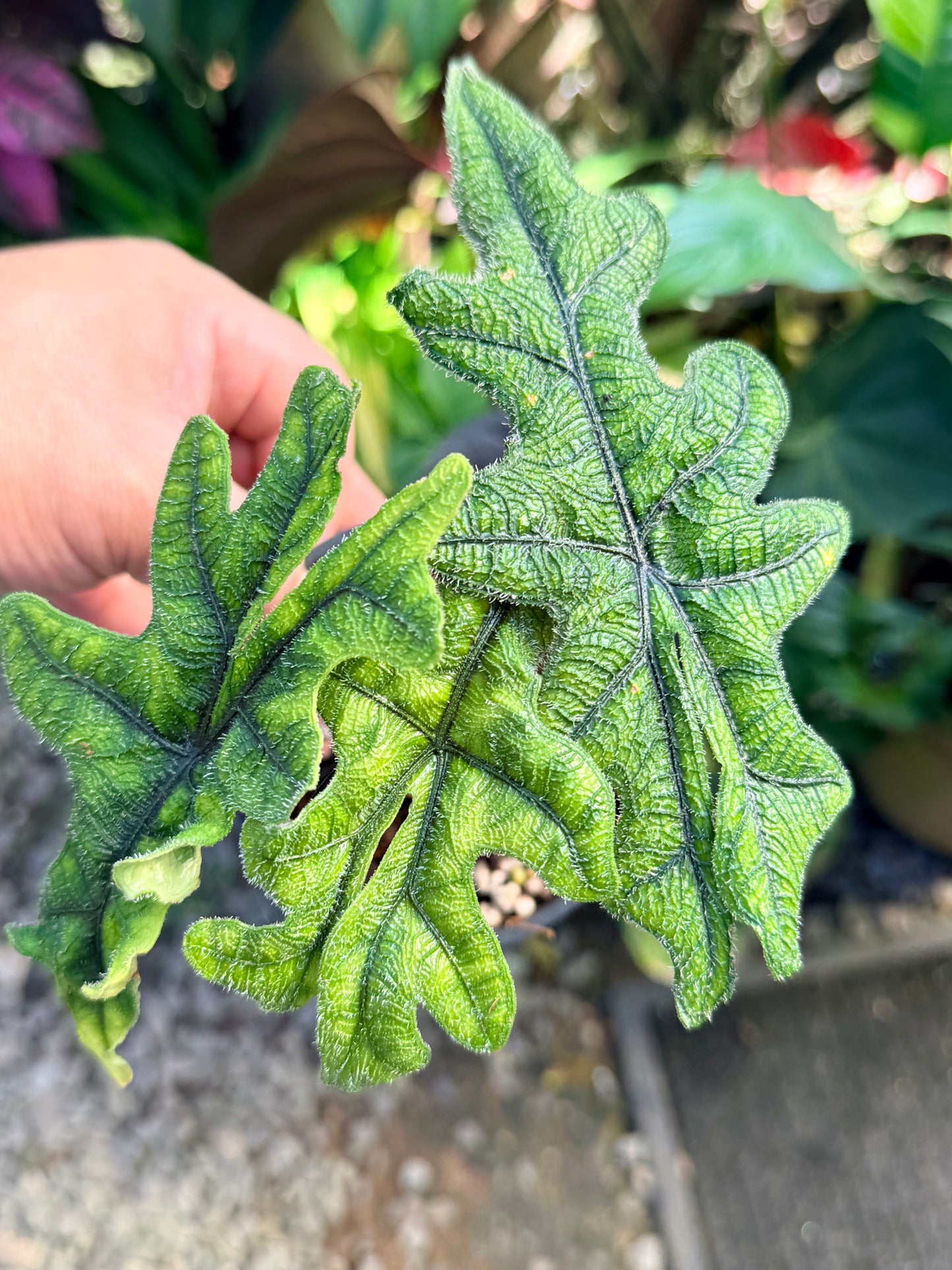 Alocasia 'Jacklyn' O80