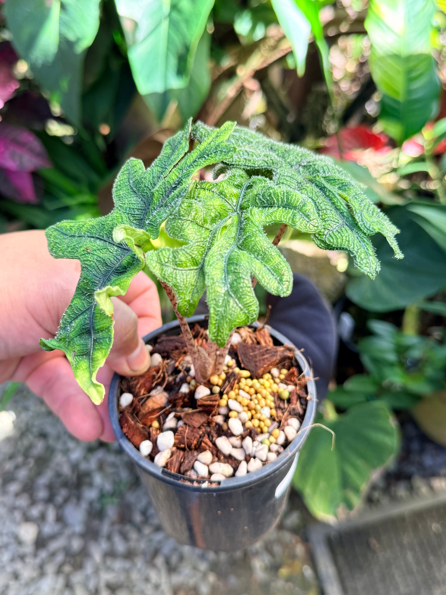 Alocasia 'Jacklyn' O80