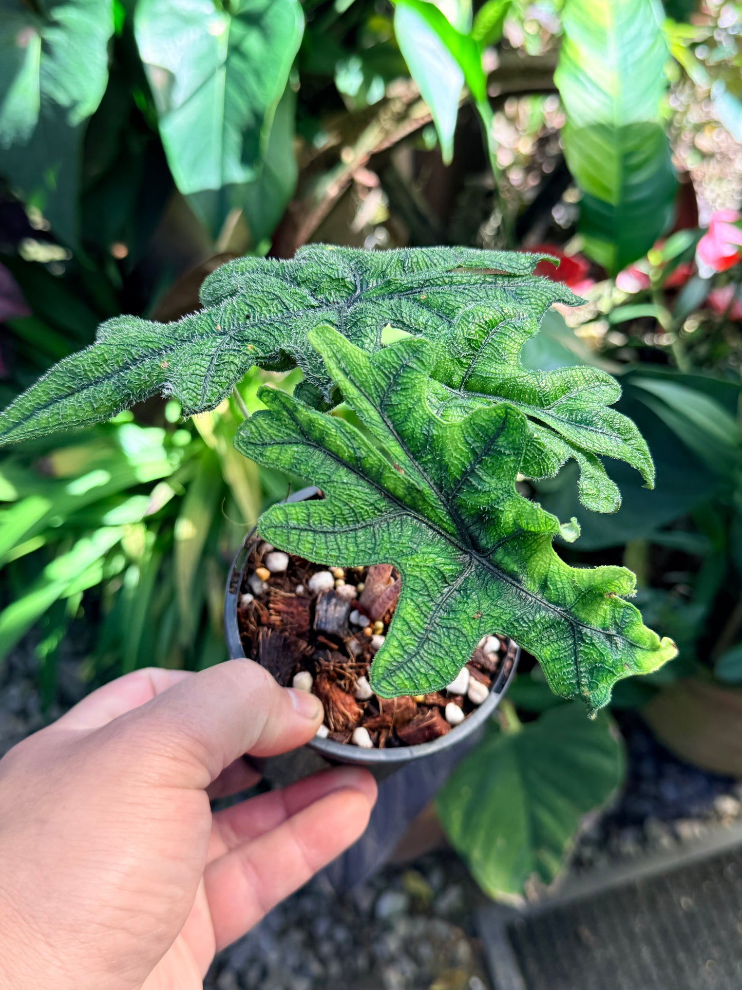 Alocasia 'Jacklyn' O80