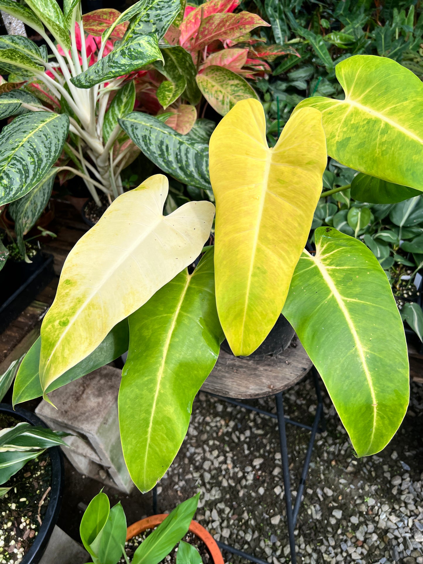 Philodendron 'Lemon Twist' NONTC V20