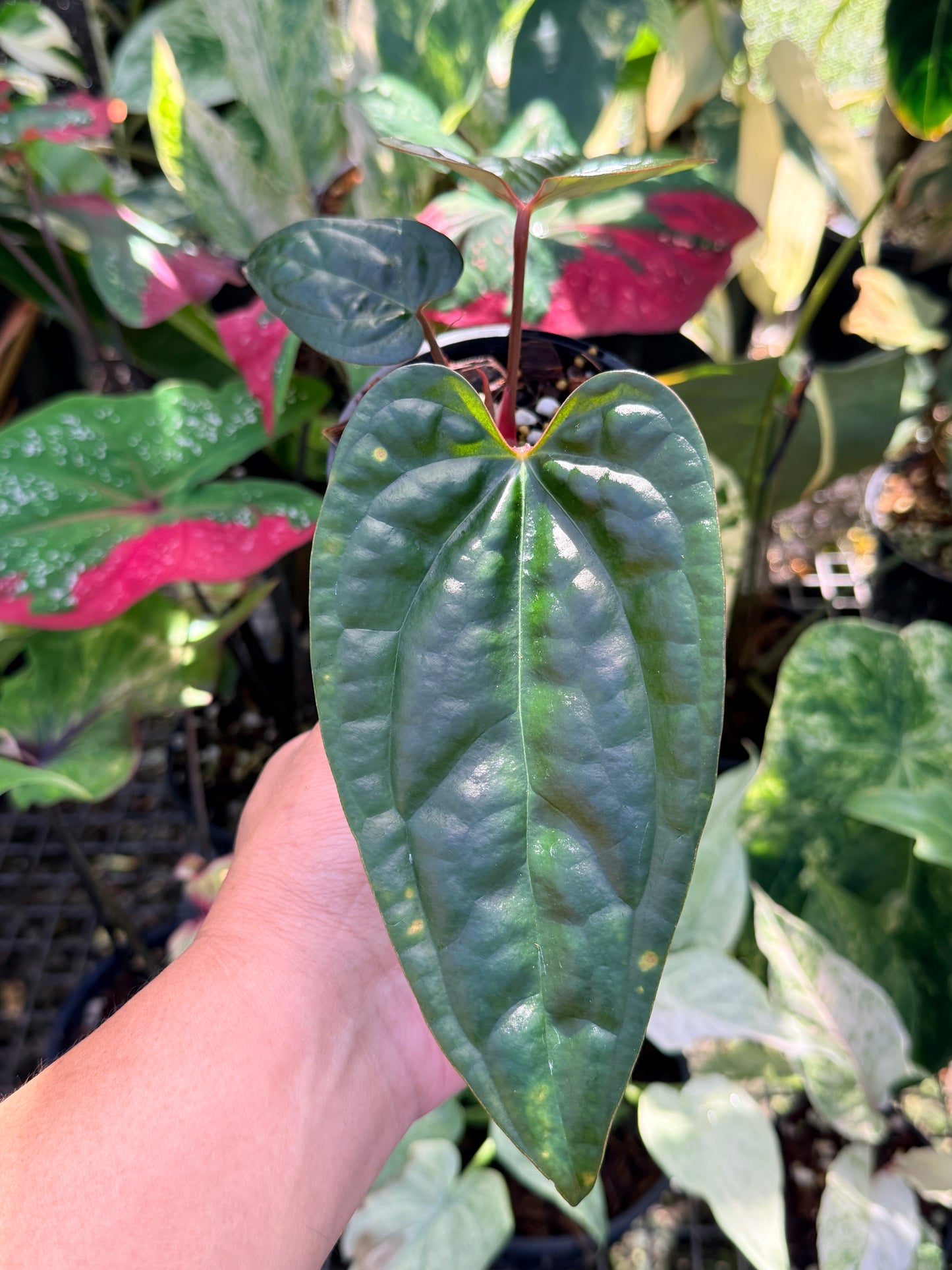 Anthurium Black Sensation x Luxurian (Long) Prop O70