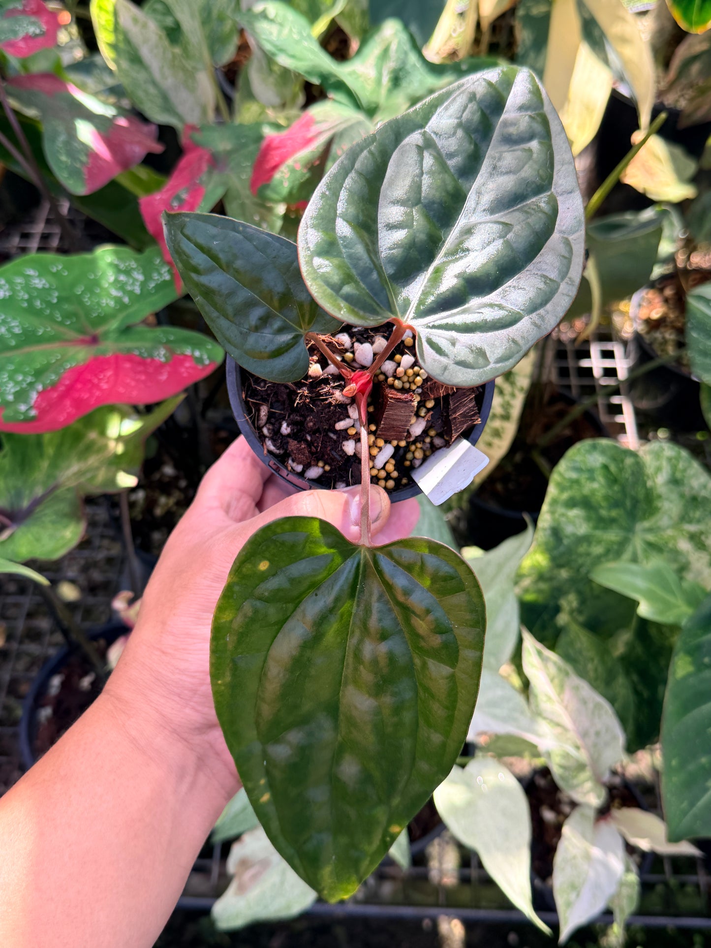 Anthurium Black Sensation x Luxurian (Long) Prop O70