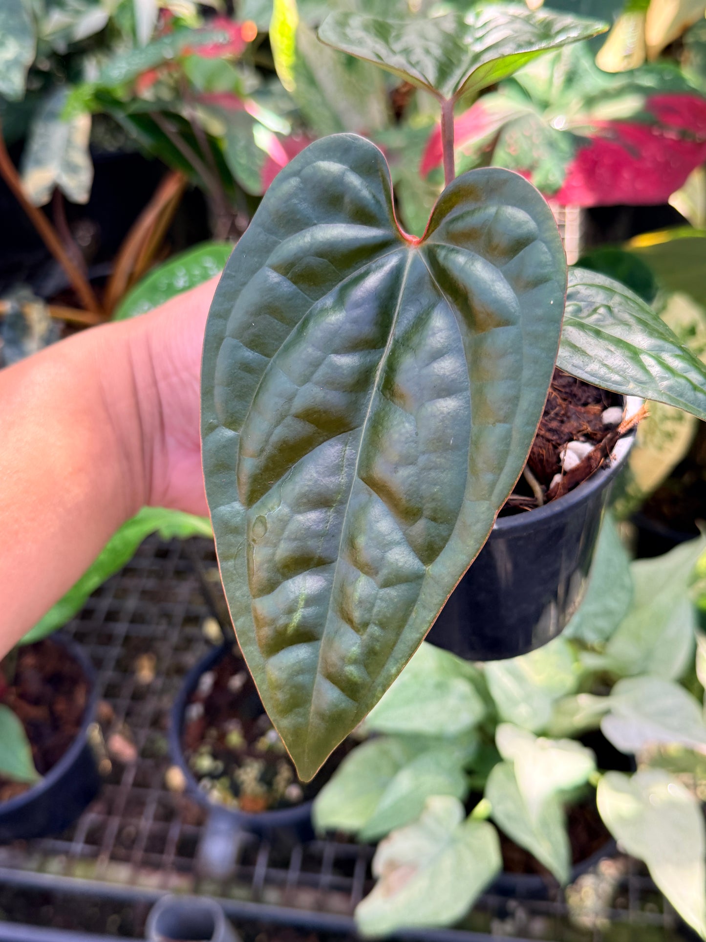 Anthurium Black Sensation x Luxurian (Long) Prop O70
