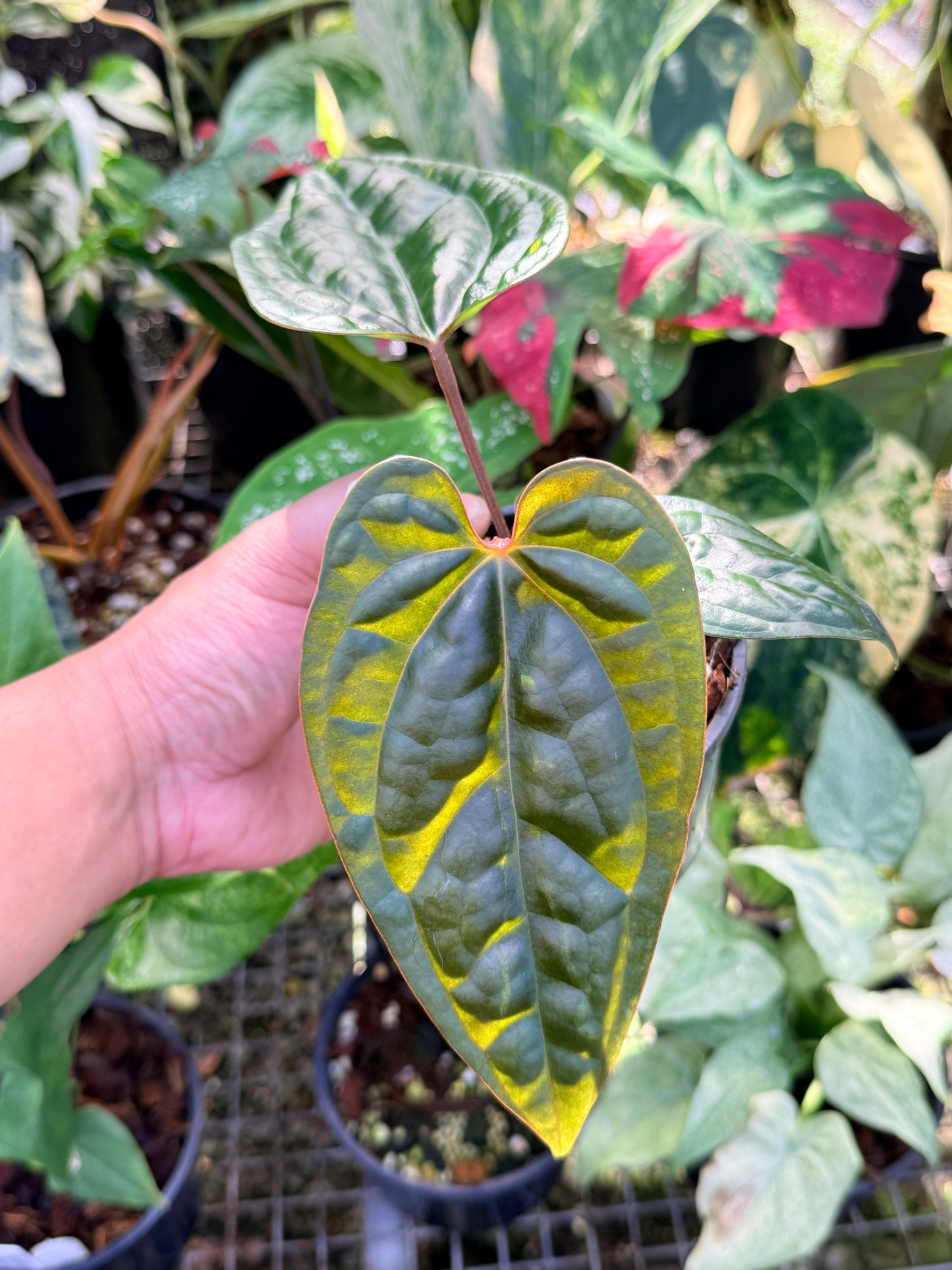 Anthurium Black Sensation x Luxurian (Long) Prop O70
