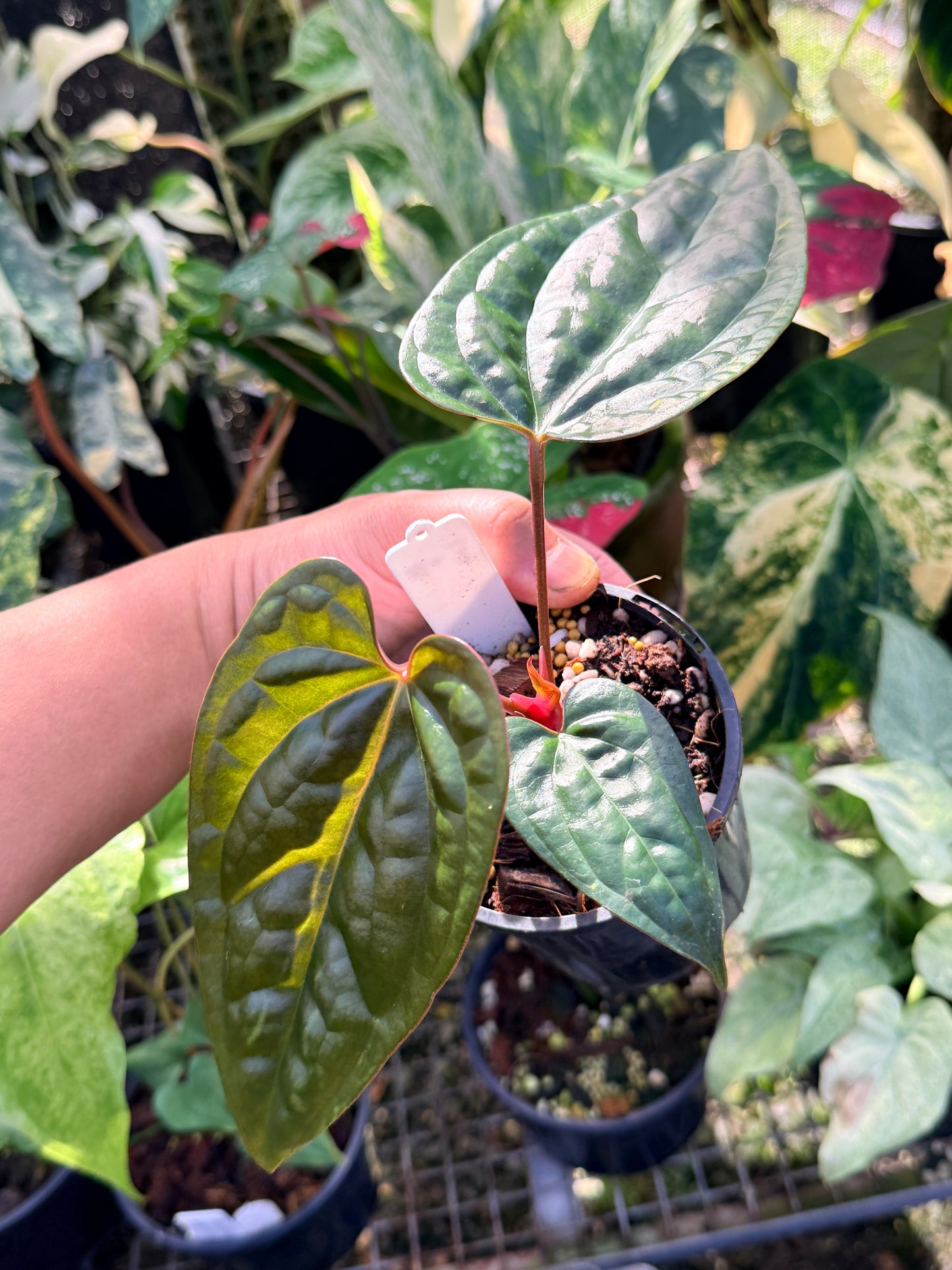 Anthurium Black Sensation x Luxurian (Long) Prop O70