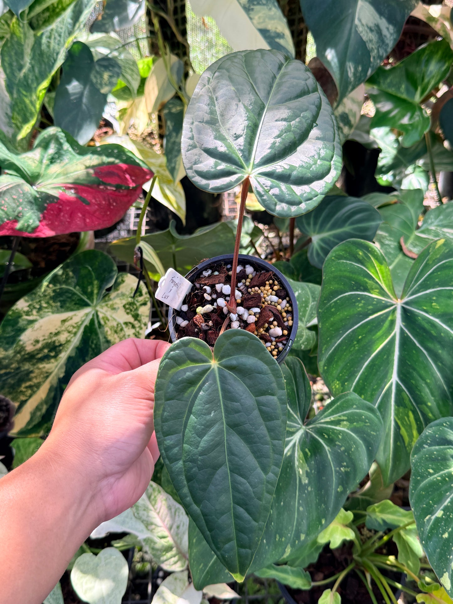 Anthurium Forgetii x Luxurian O72