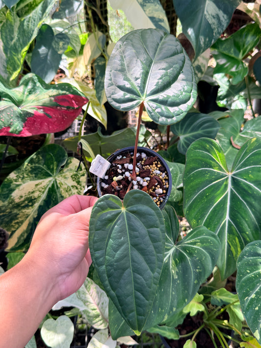 Anthurium Forgetii x Luxurian O72