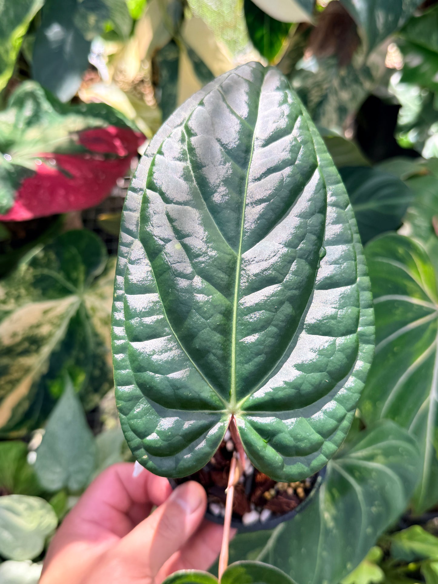 Anthurium Forgetii x Luxurian O72