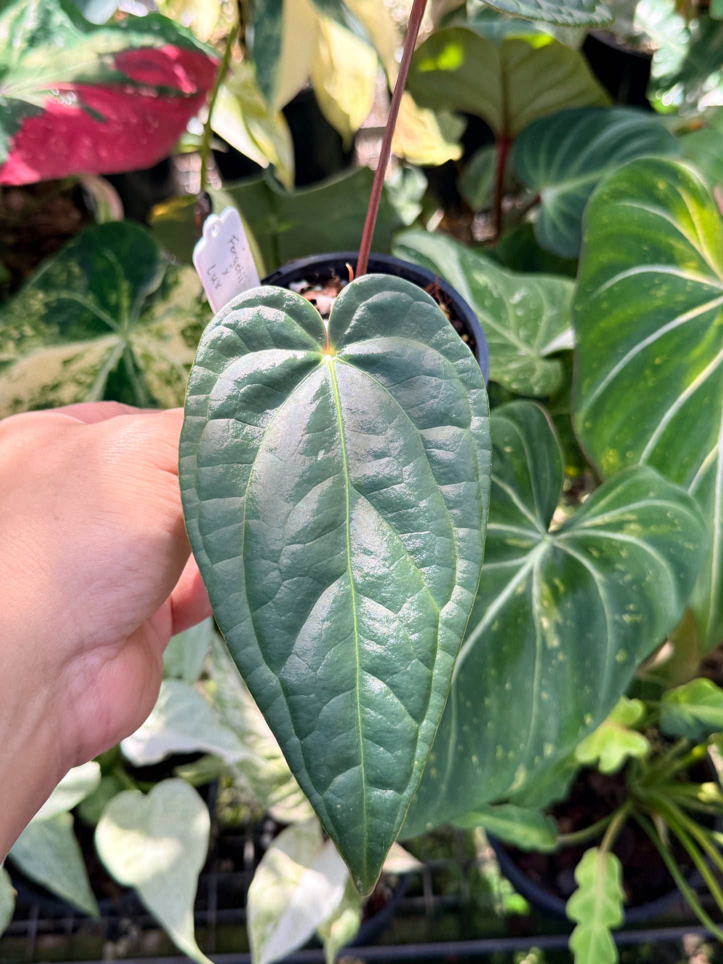 Anthurium Forgetii x Luxurian O72