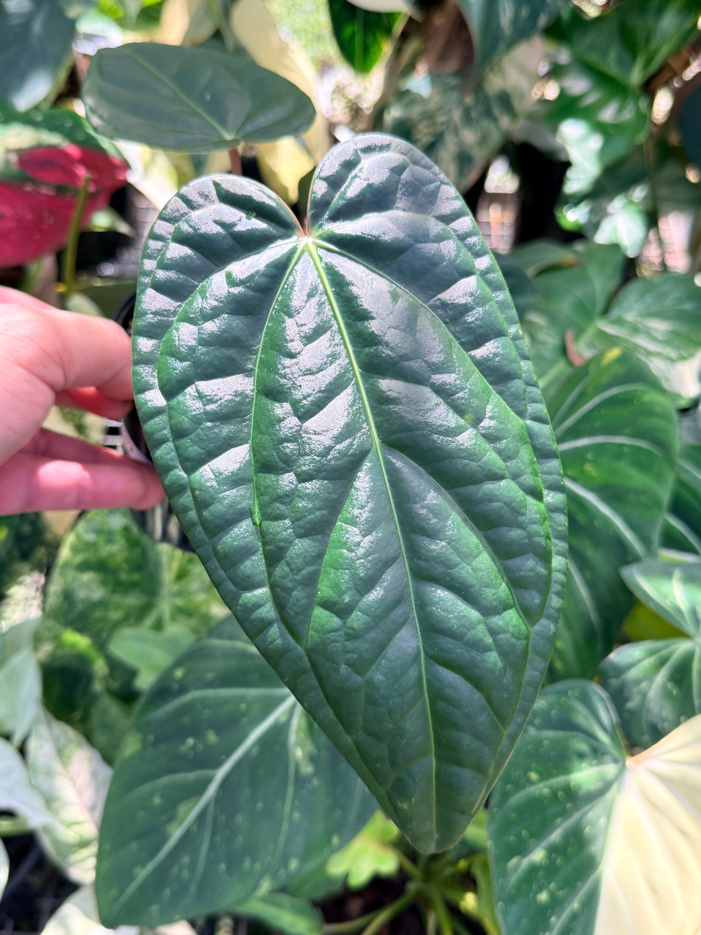 Anthurium Forgetii x Luxurian O72
