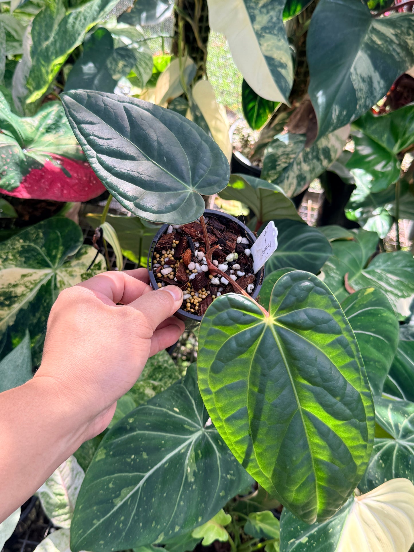 Anthurium Forgetii x Luxurian O72