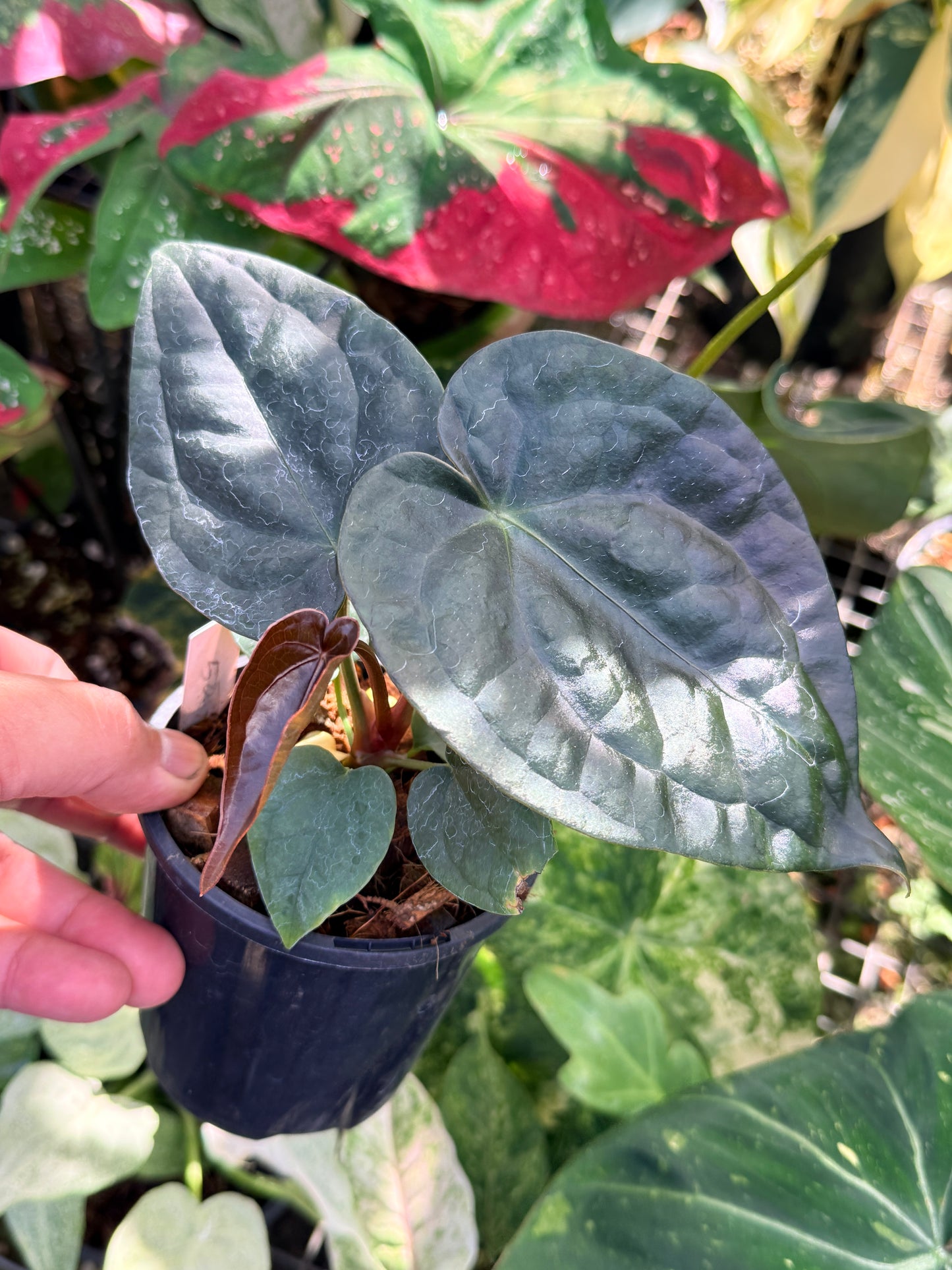 Anthurium Forgetii x Luxurian O69