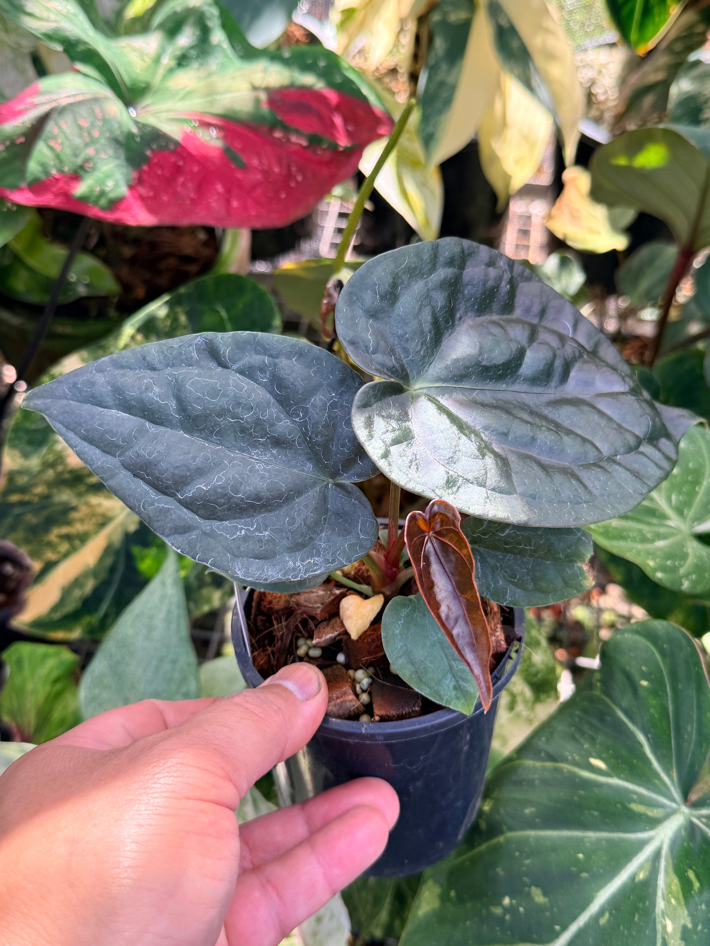 Anthurium Forgetii x Luxurian O69