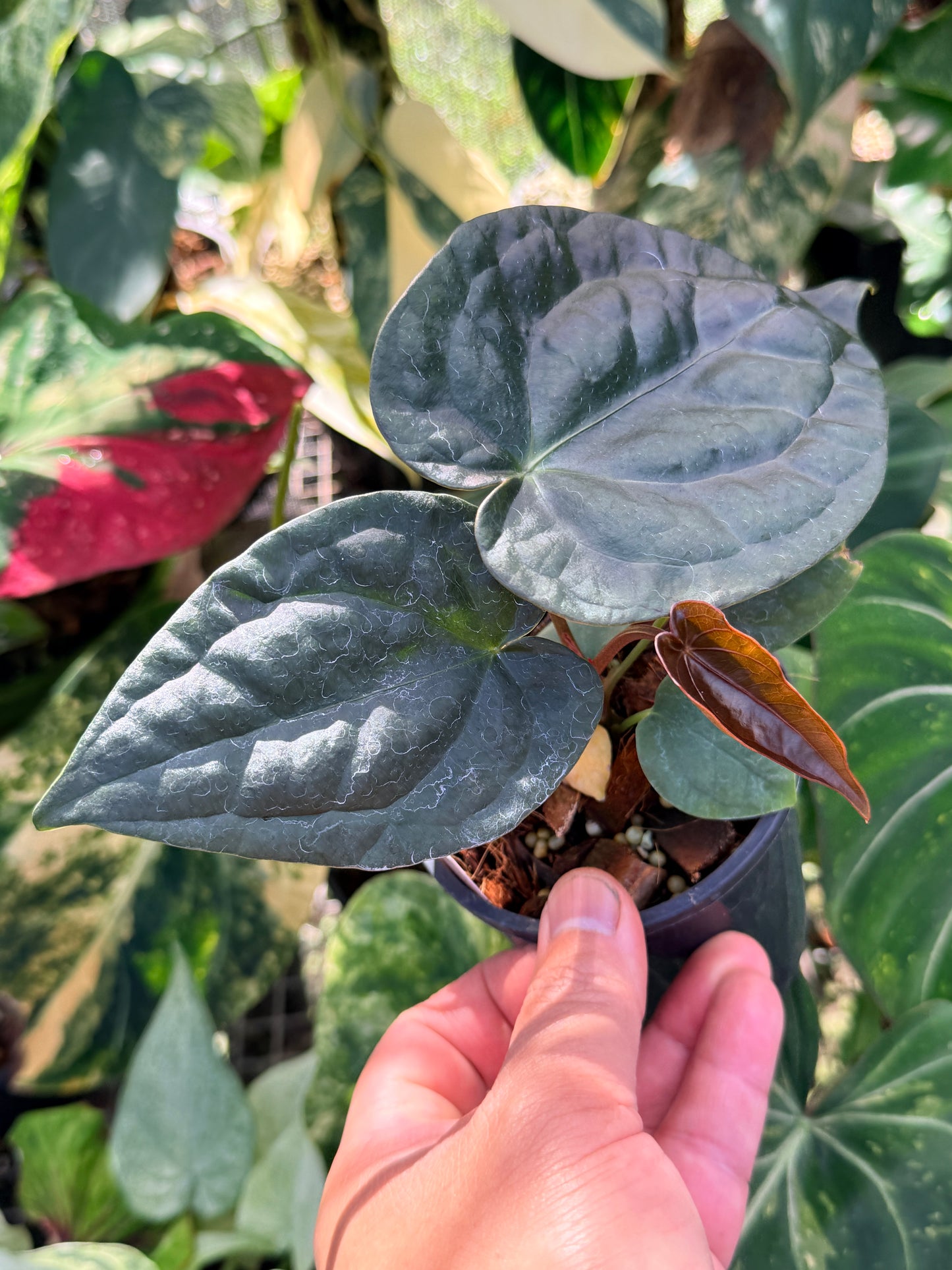 Anthurium Forgetii x Luxurian O69
