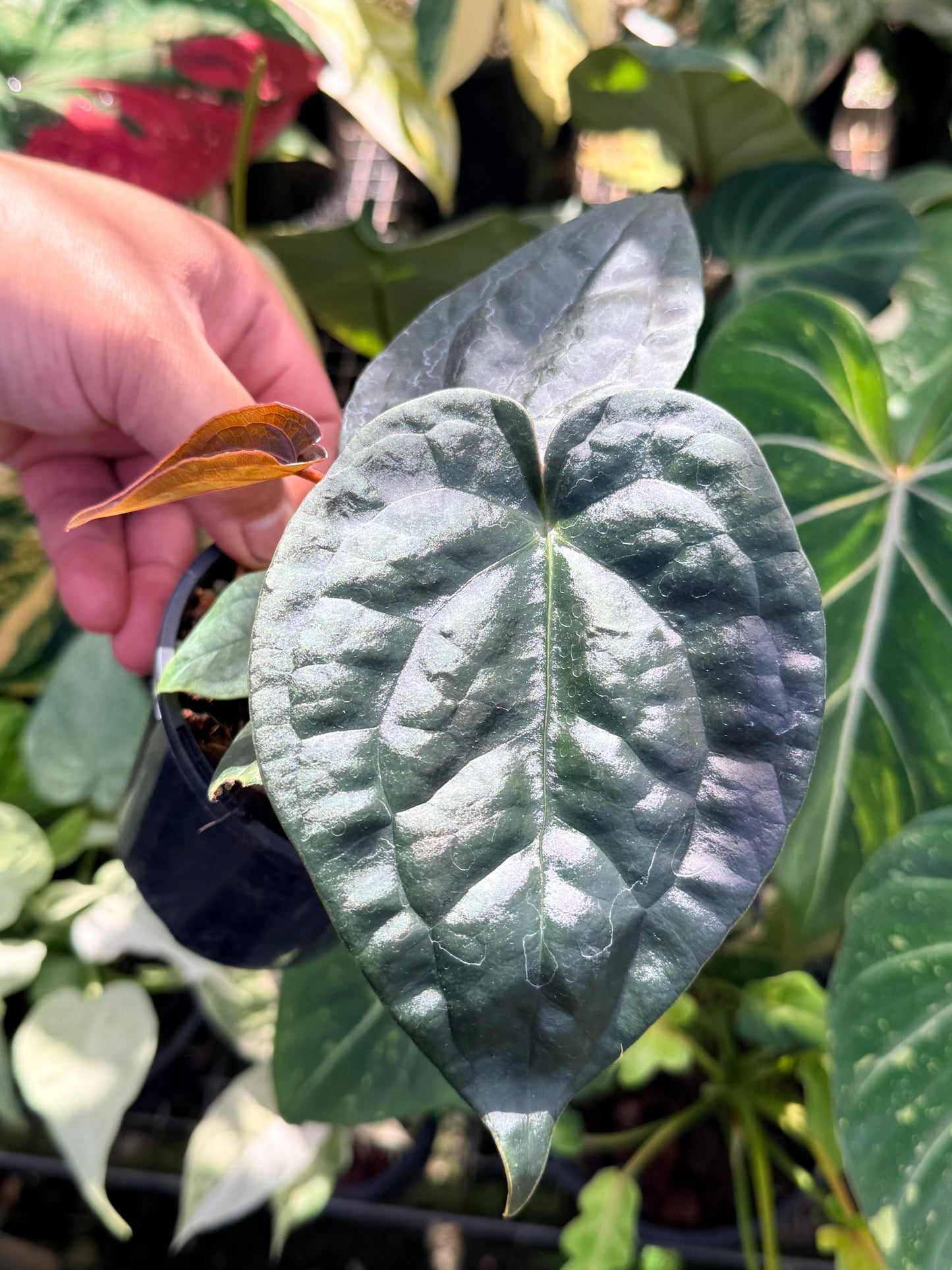 Anthurium Forgetii x Luxurian O69