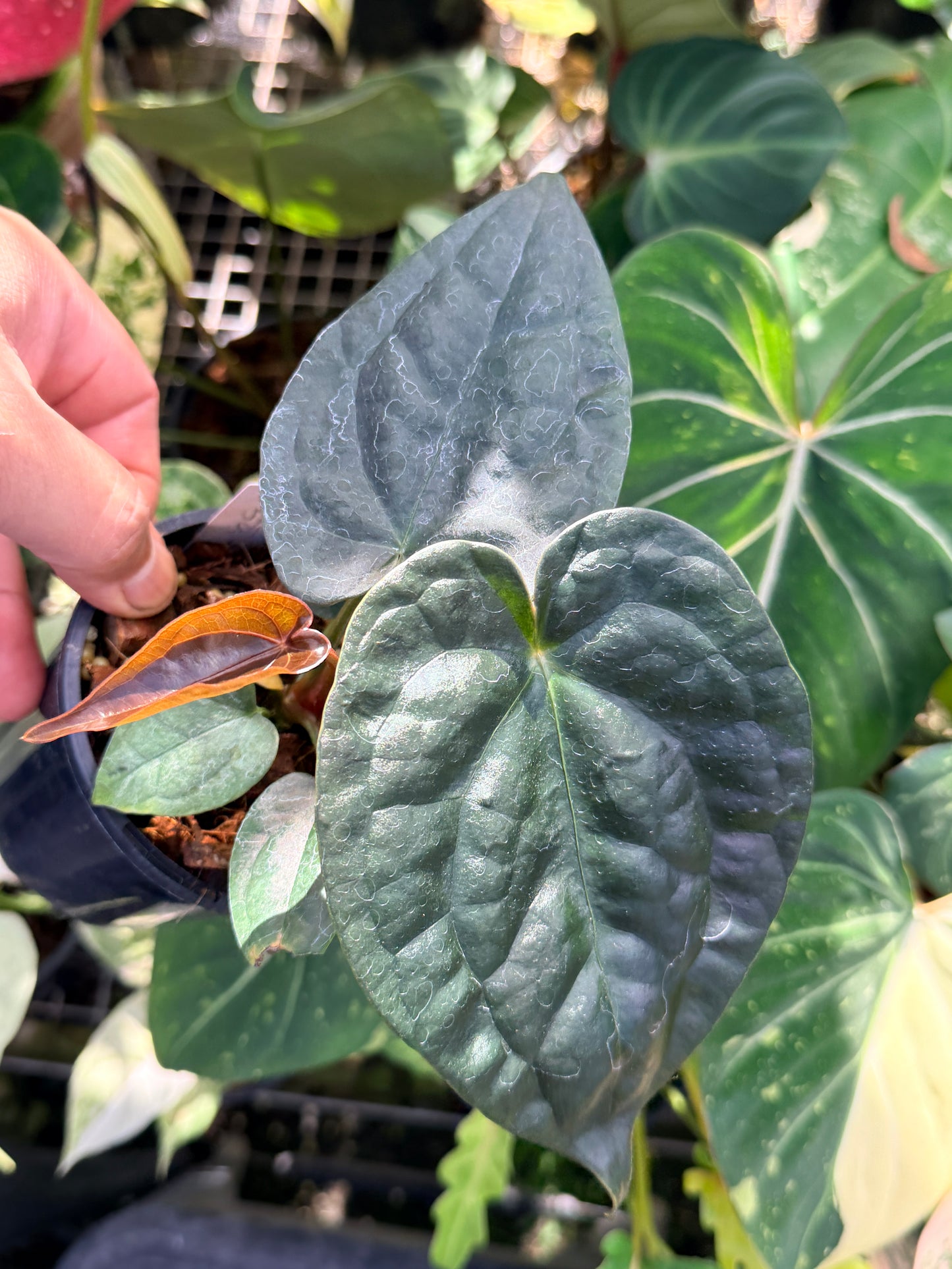 Anthurium Forgetii x Luxurian O69
