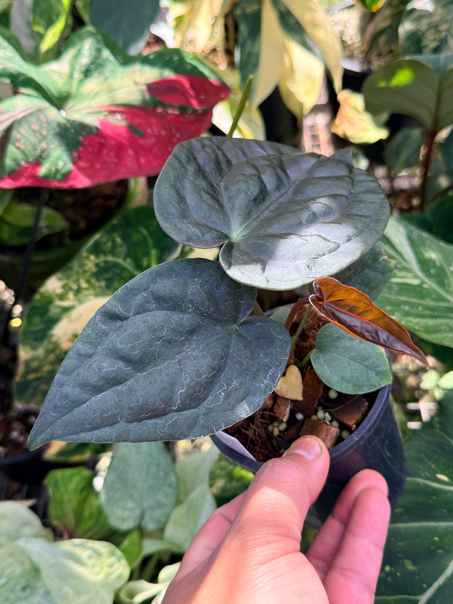 Anthurium Forgetii x Luxurian O69