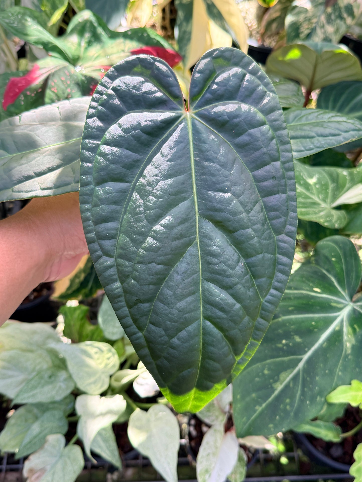 Anthurium Forgetii x Luxurian O69 (LARGE) O71