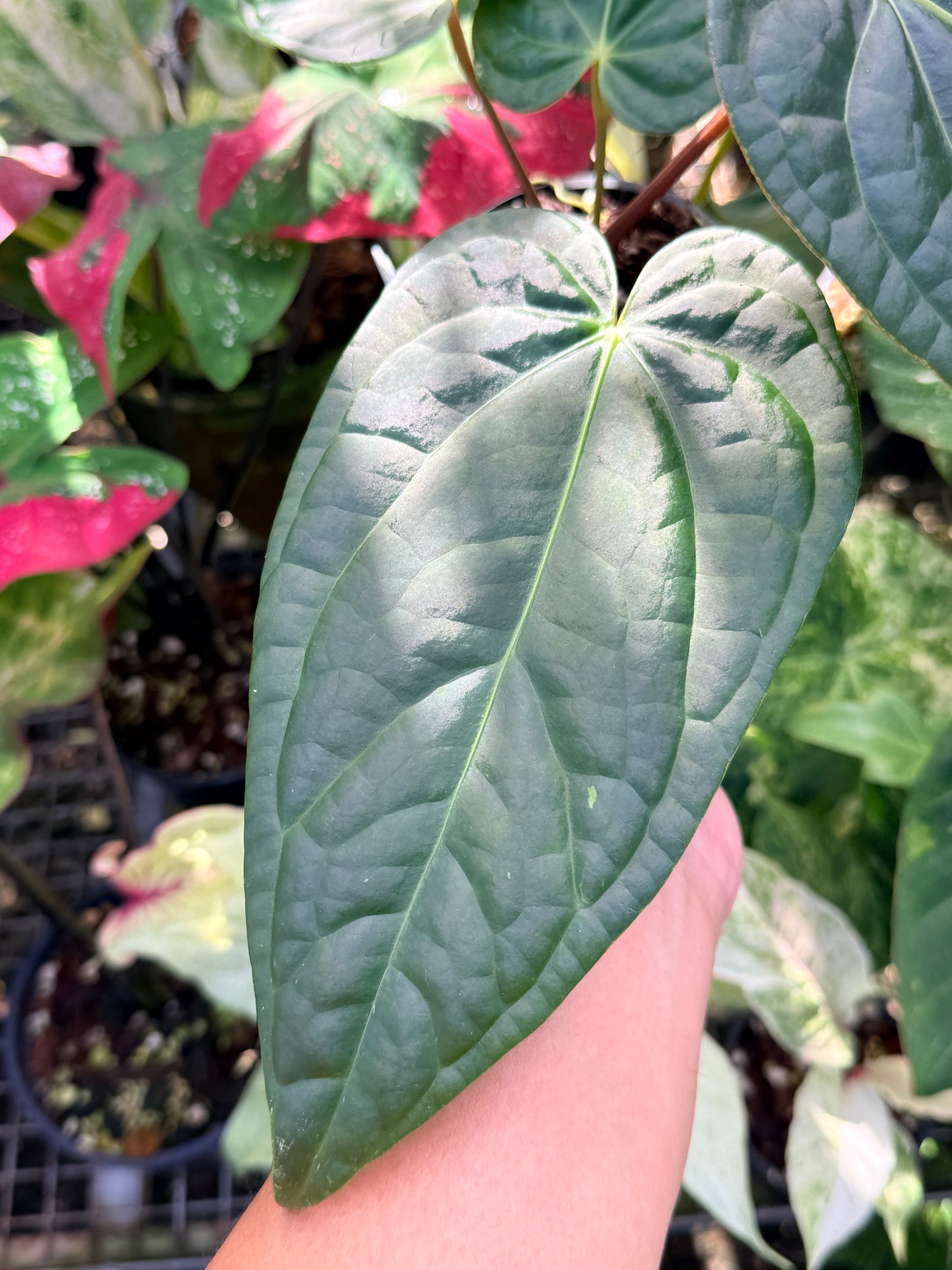Anthurium Forgetii x Luxurian O69 (LARGE) O71