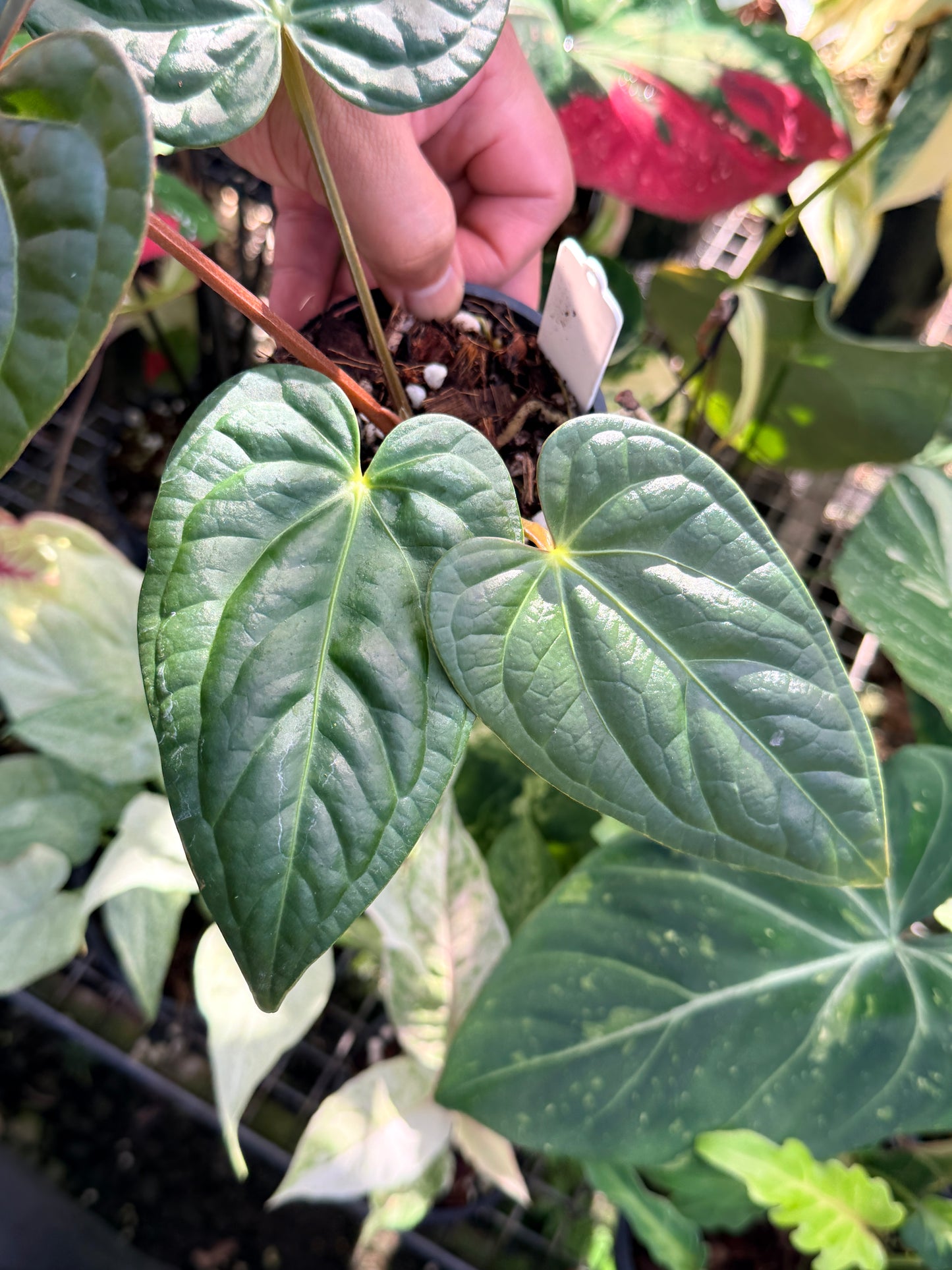Anthurium Forgetii x Luxurian O69 (LARGE) O71
