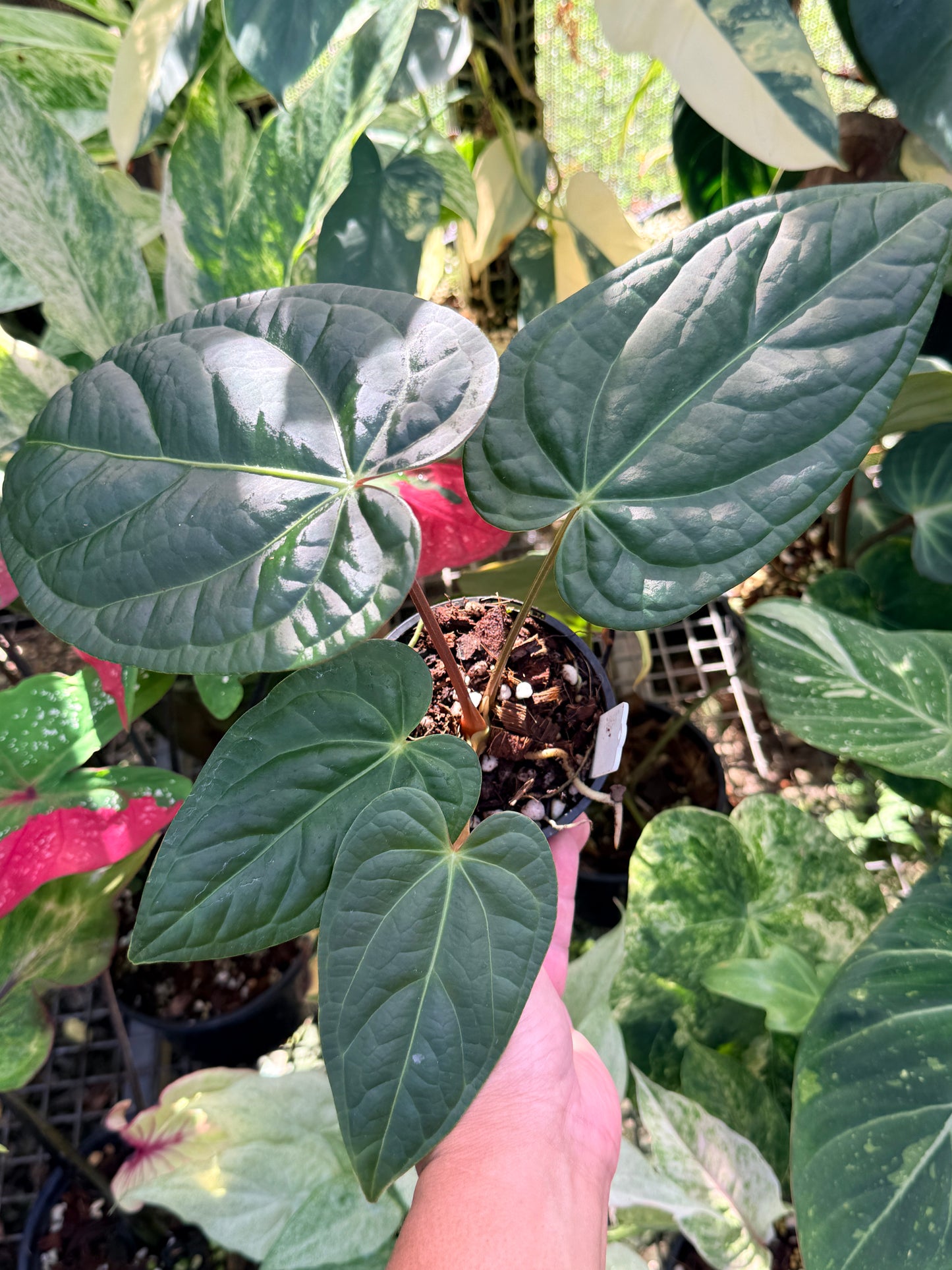 Anthurium Forgetii x Luxurian O69 (LARGE) O71