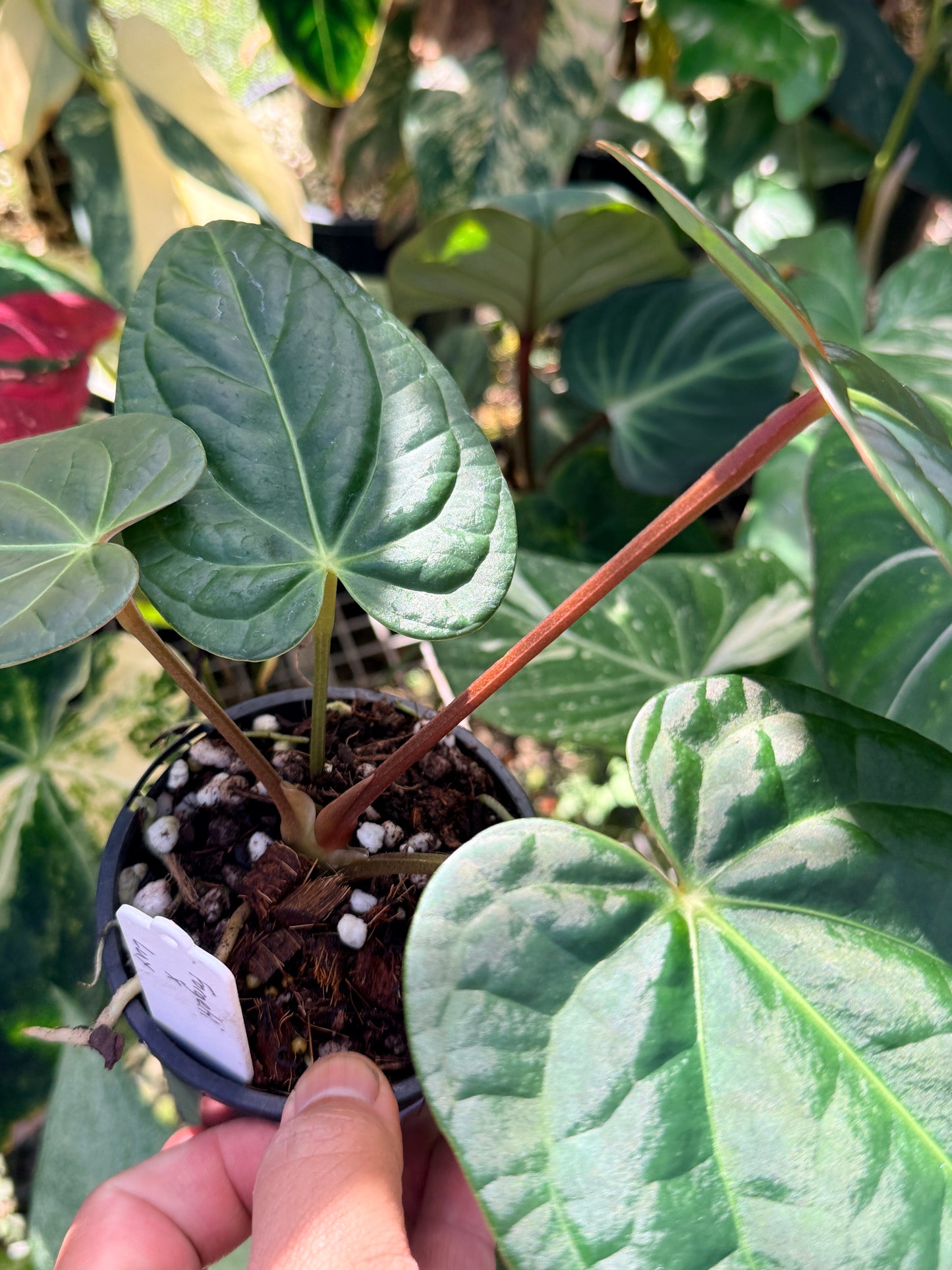 Anthurium Forgetii x Luxurian O69 (LARGE) O71