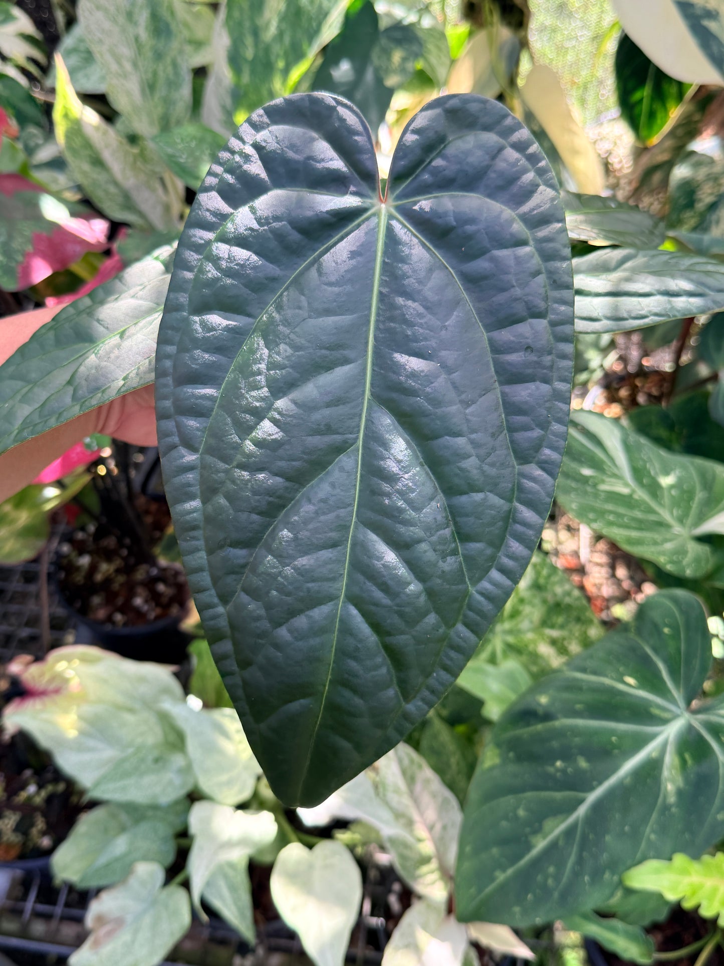 Anthurium Forgetii x Luxurian O69 (LARGE) O71