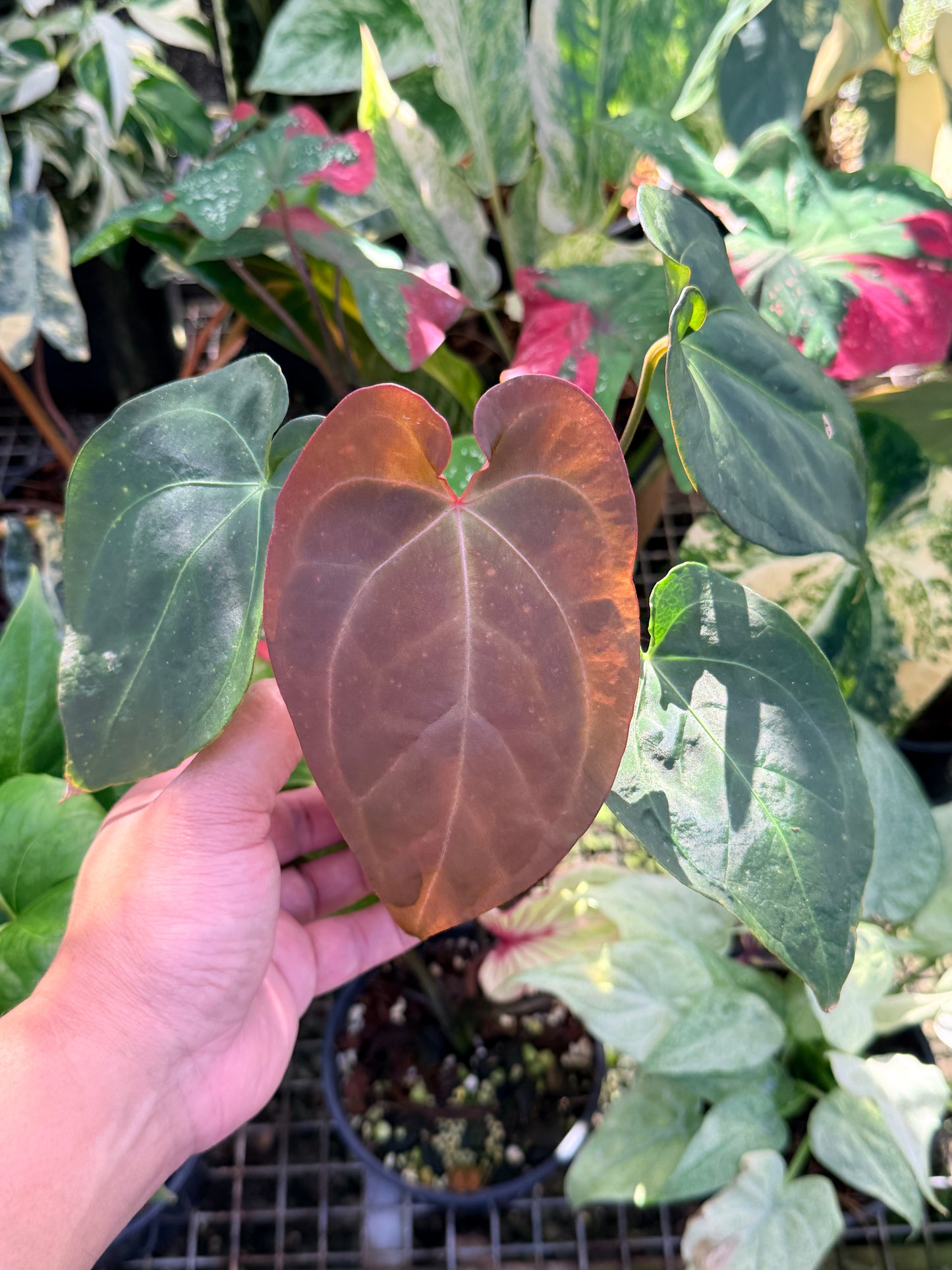 Anthurium Hybrid O74