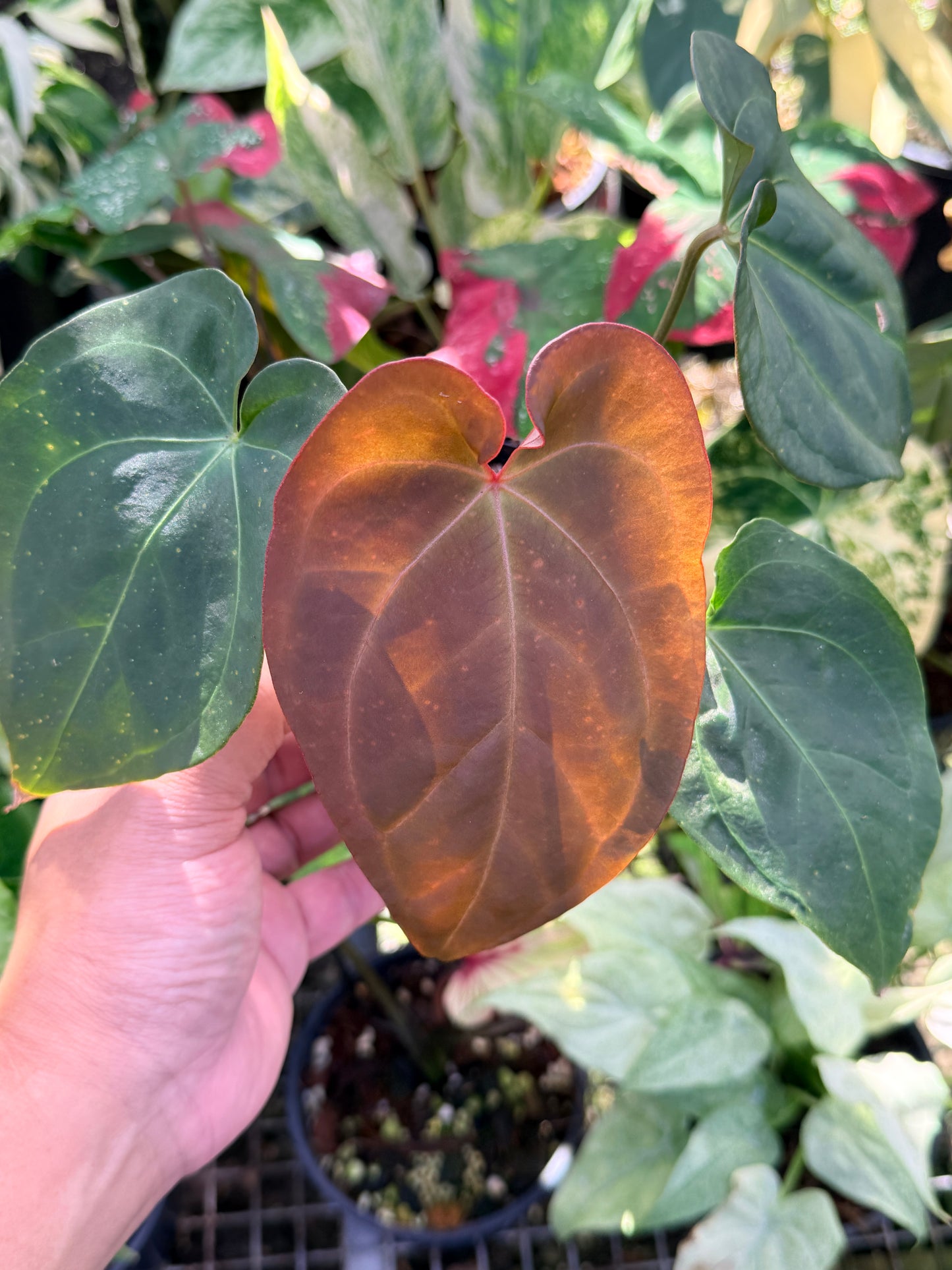 Anthurium Hybrid O74