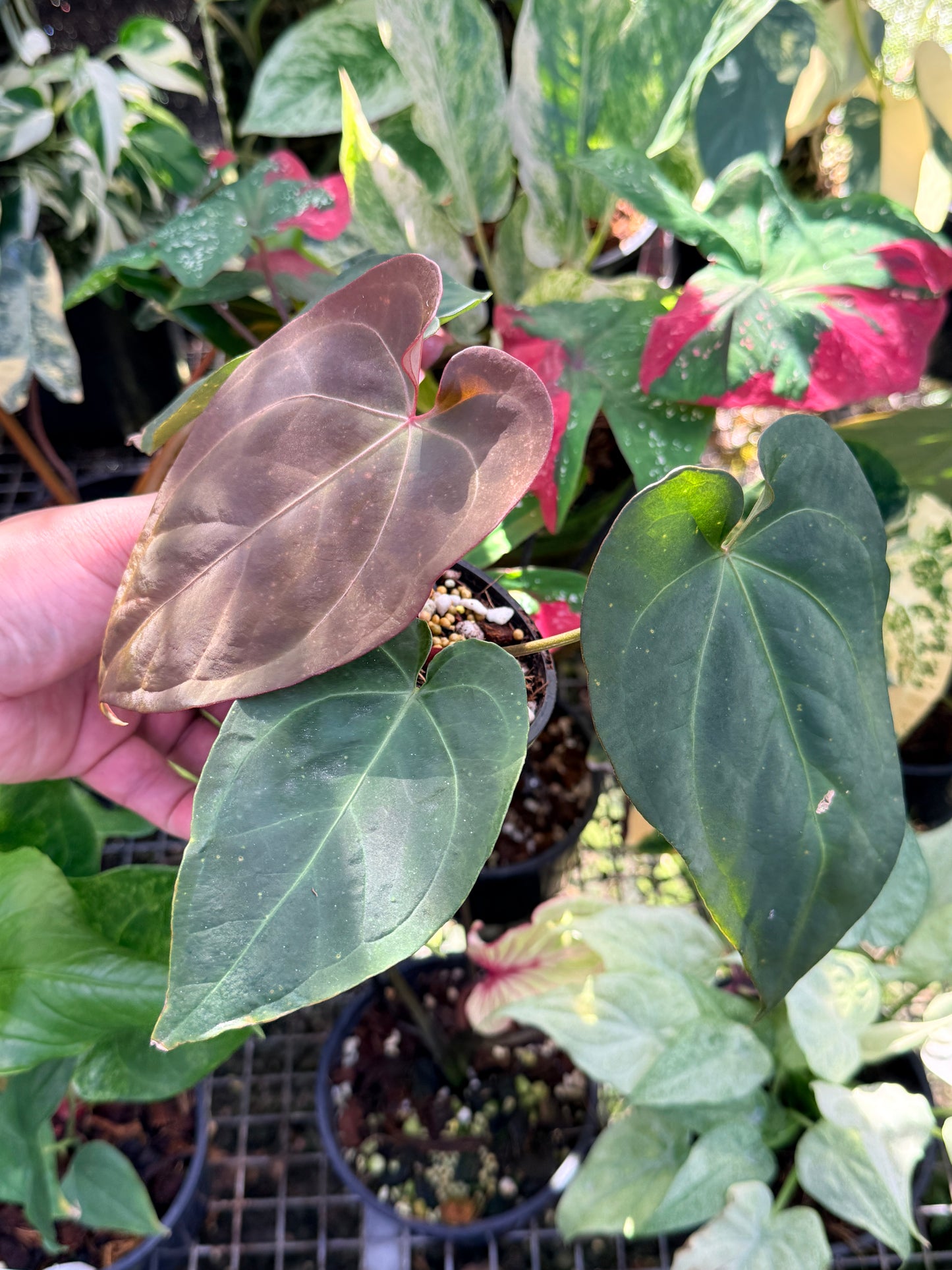 Anthurium Hybrid O74
