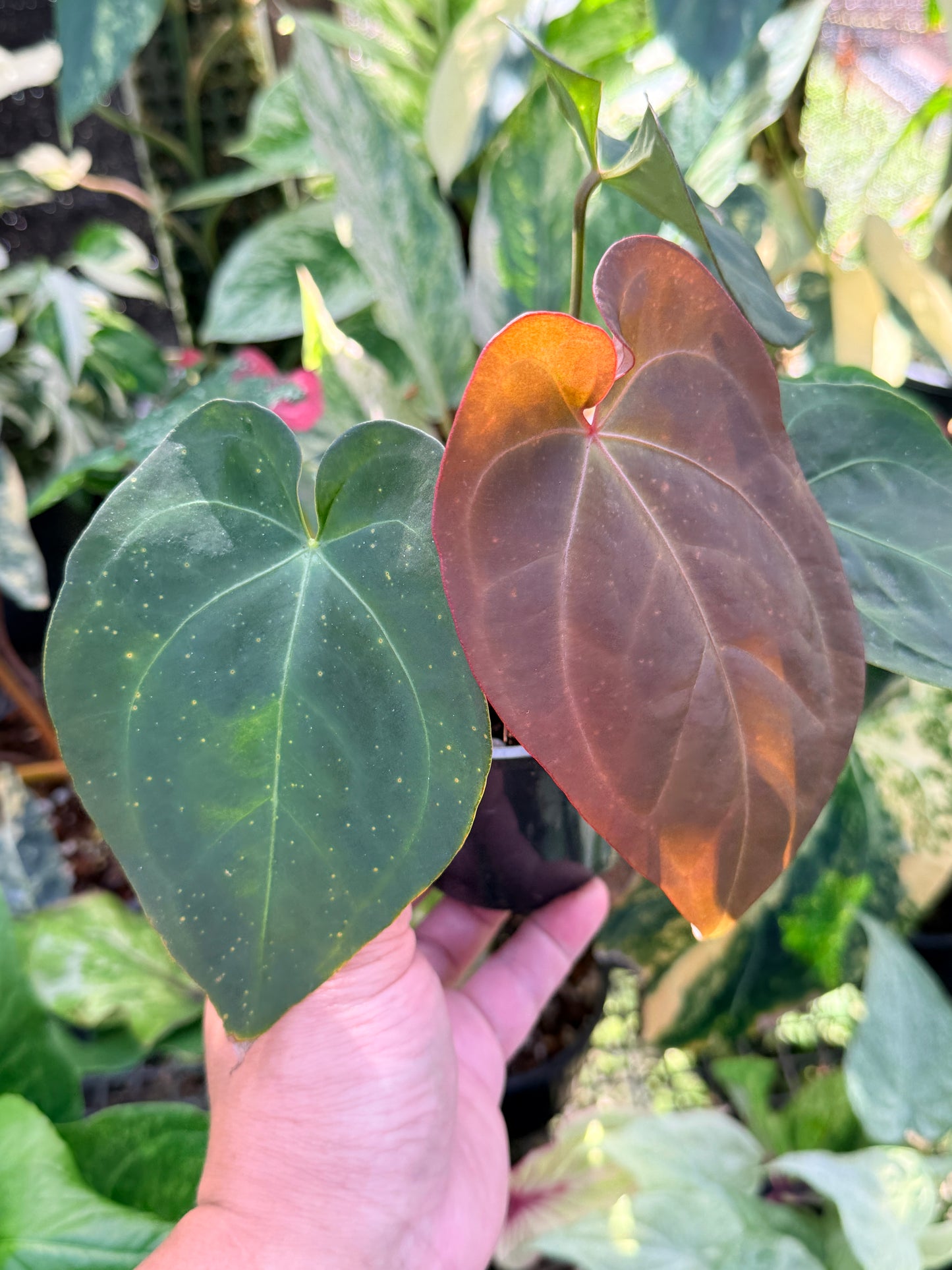 Anthurium Hybrid O74